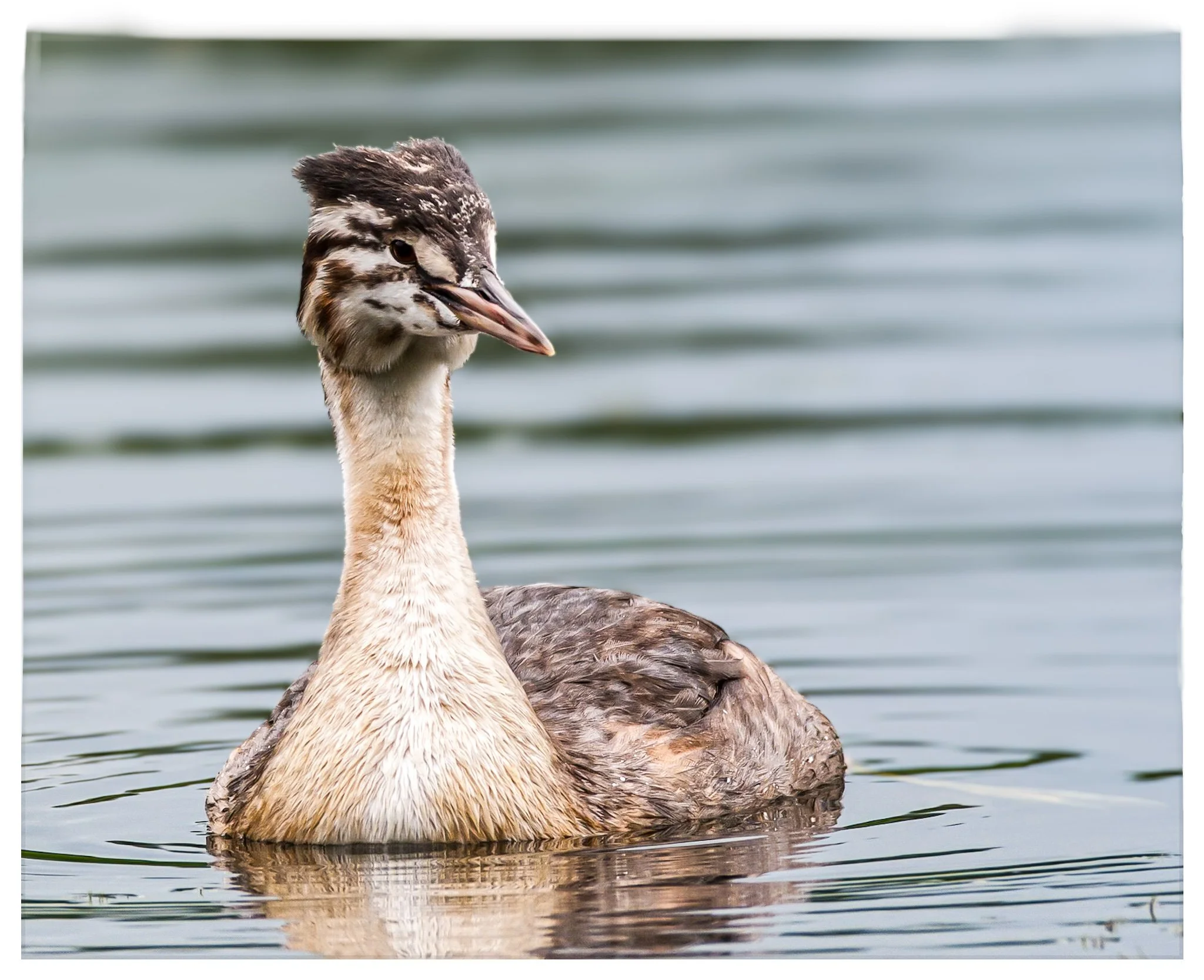 A close-up of a brown and black bird with a long neck swimming in a body of water with ripples.