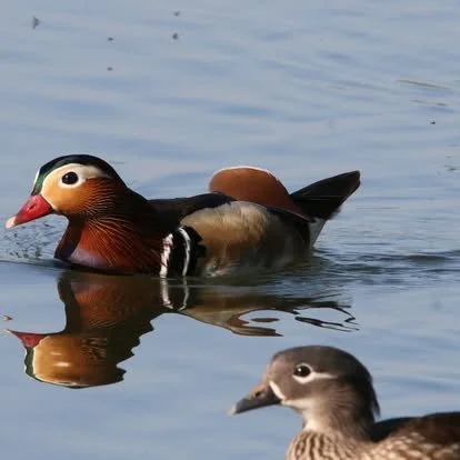A colorful male wood duck swimming on water, with a female duck in the foreground.