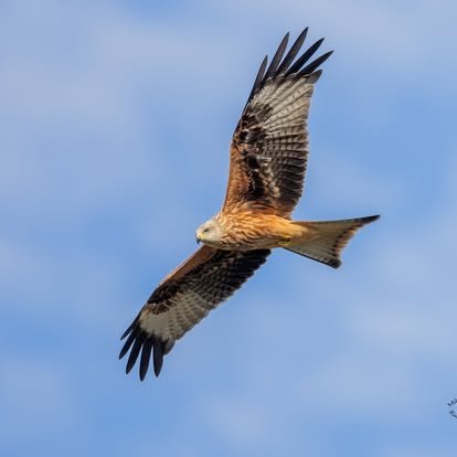 A bird of prey soaring in the sky with its wings spread wide.