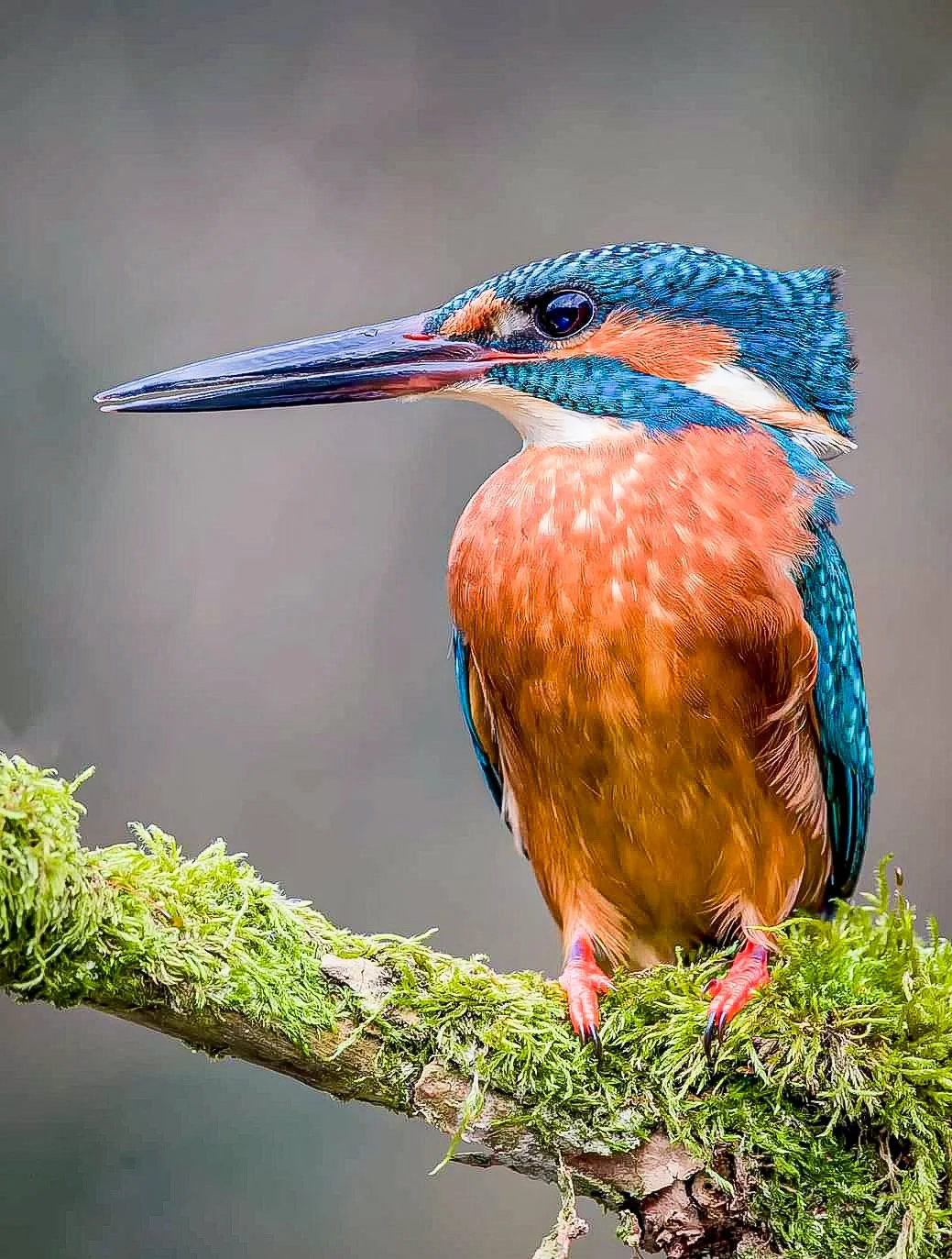 Close-up of a colorful kingfisher bird perched on a mossy branch, featuring blue, orange, and white feathers.
