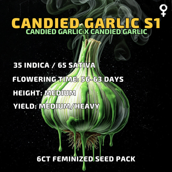 Candied Garlic S1