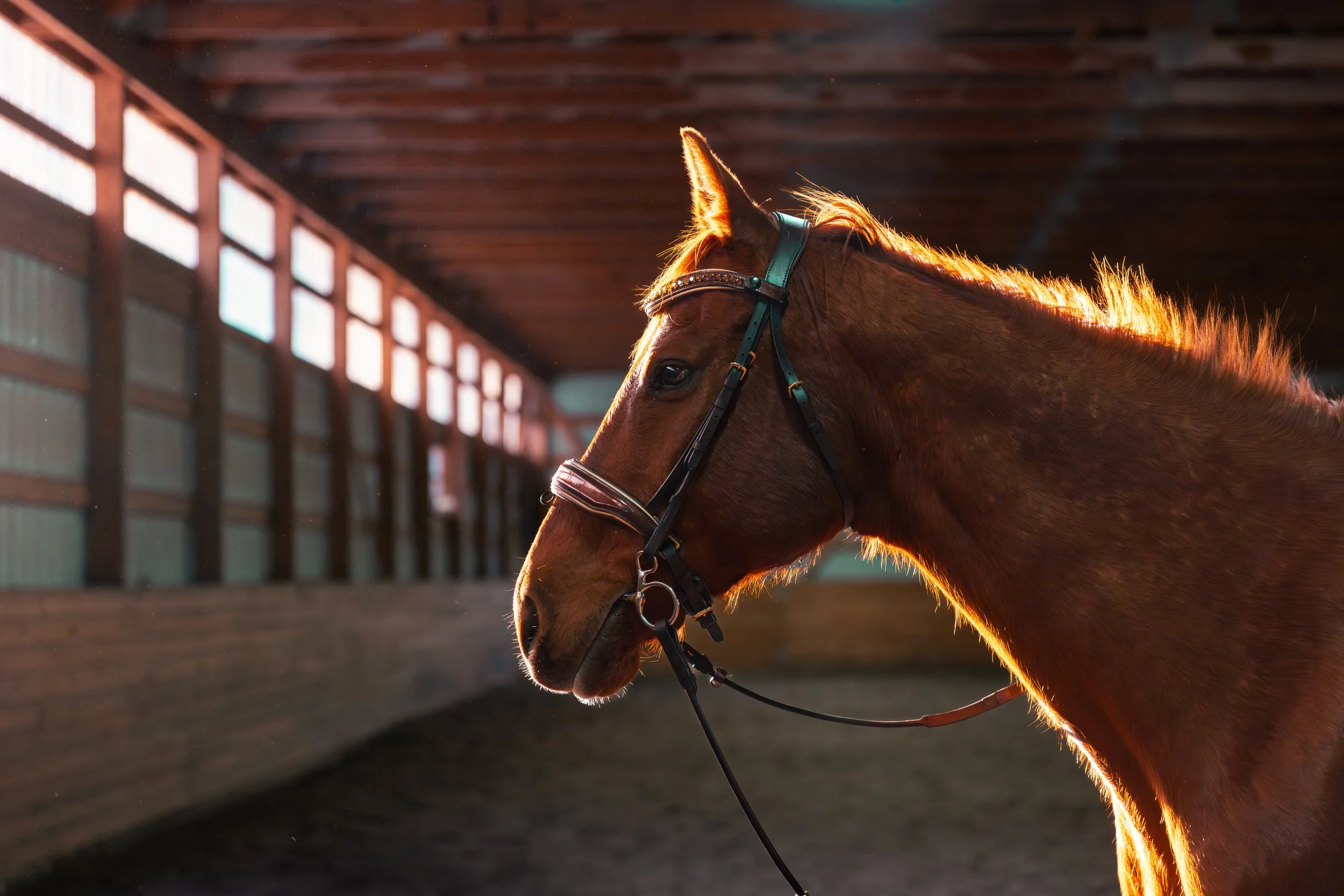 A brown horse inside a wooden barn during sunset, wearing a halter.
