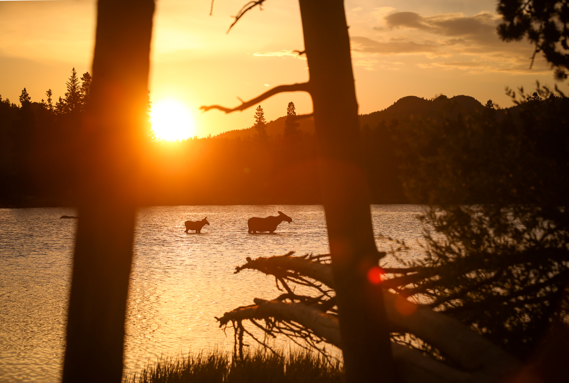 Silhouetted moose and calf standing in a lake during sunset, with trees and mountains in the background, viewed through tree branches.
