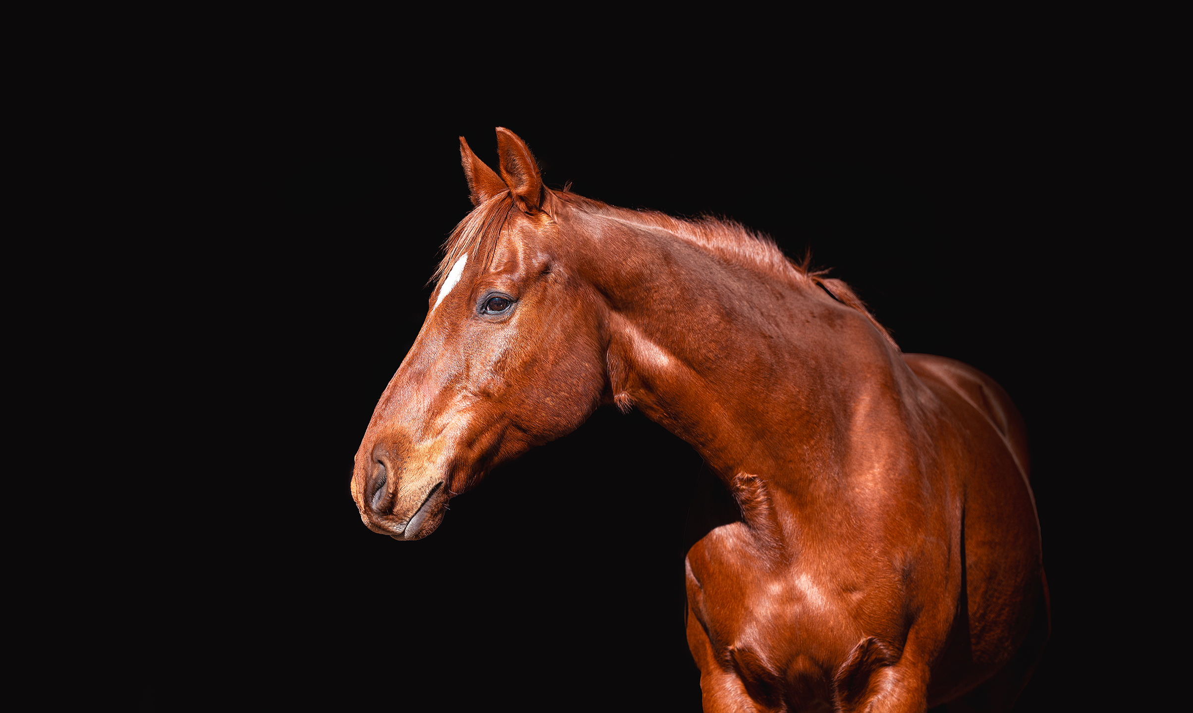 A chestnut horse with a white mark on its forehead, set against a black background.