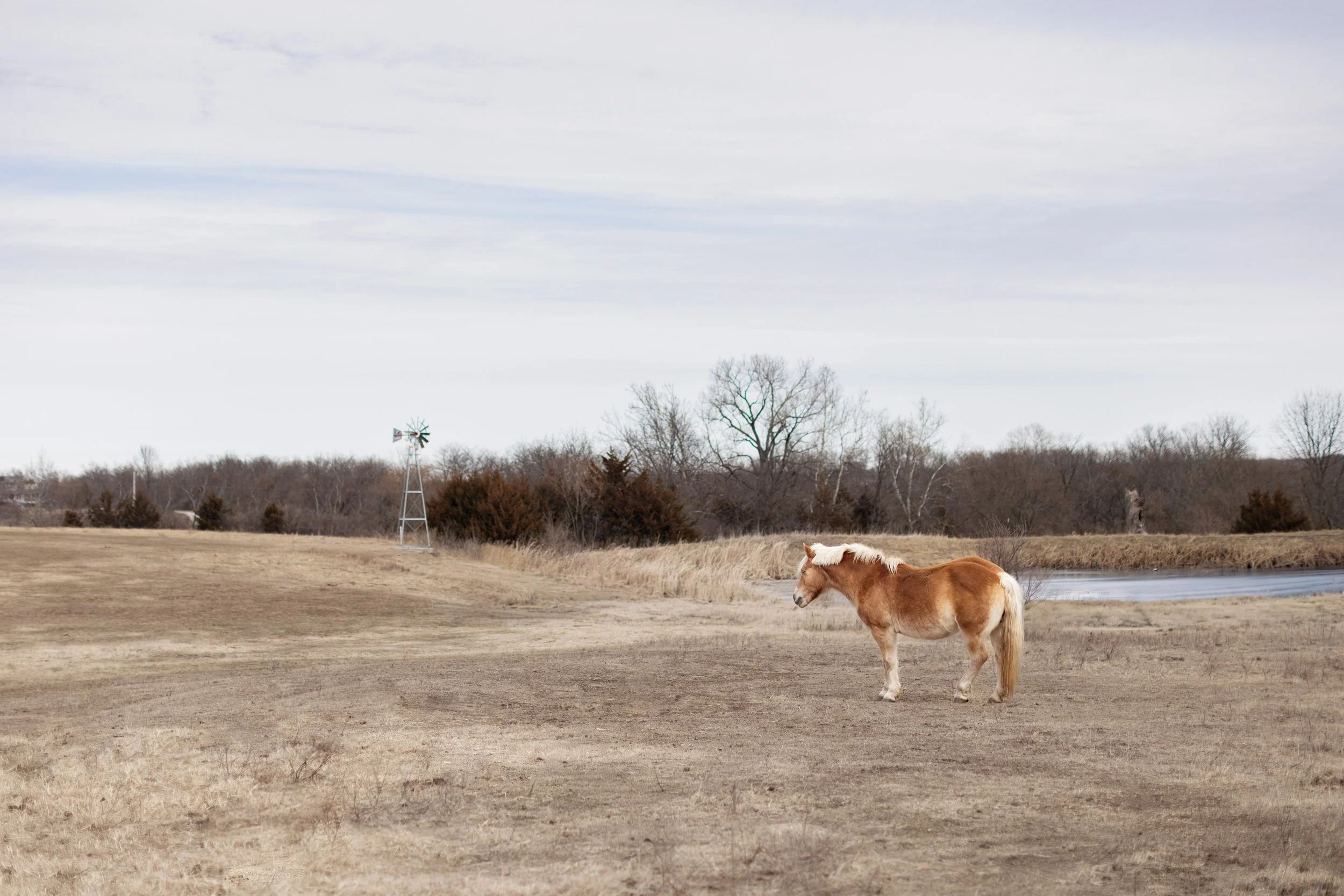 A brown and white pony standing on a barren field near a pond, with leafless trees and a windmill in the background under a cloudy sky.