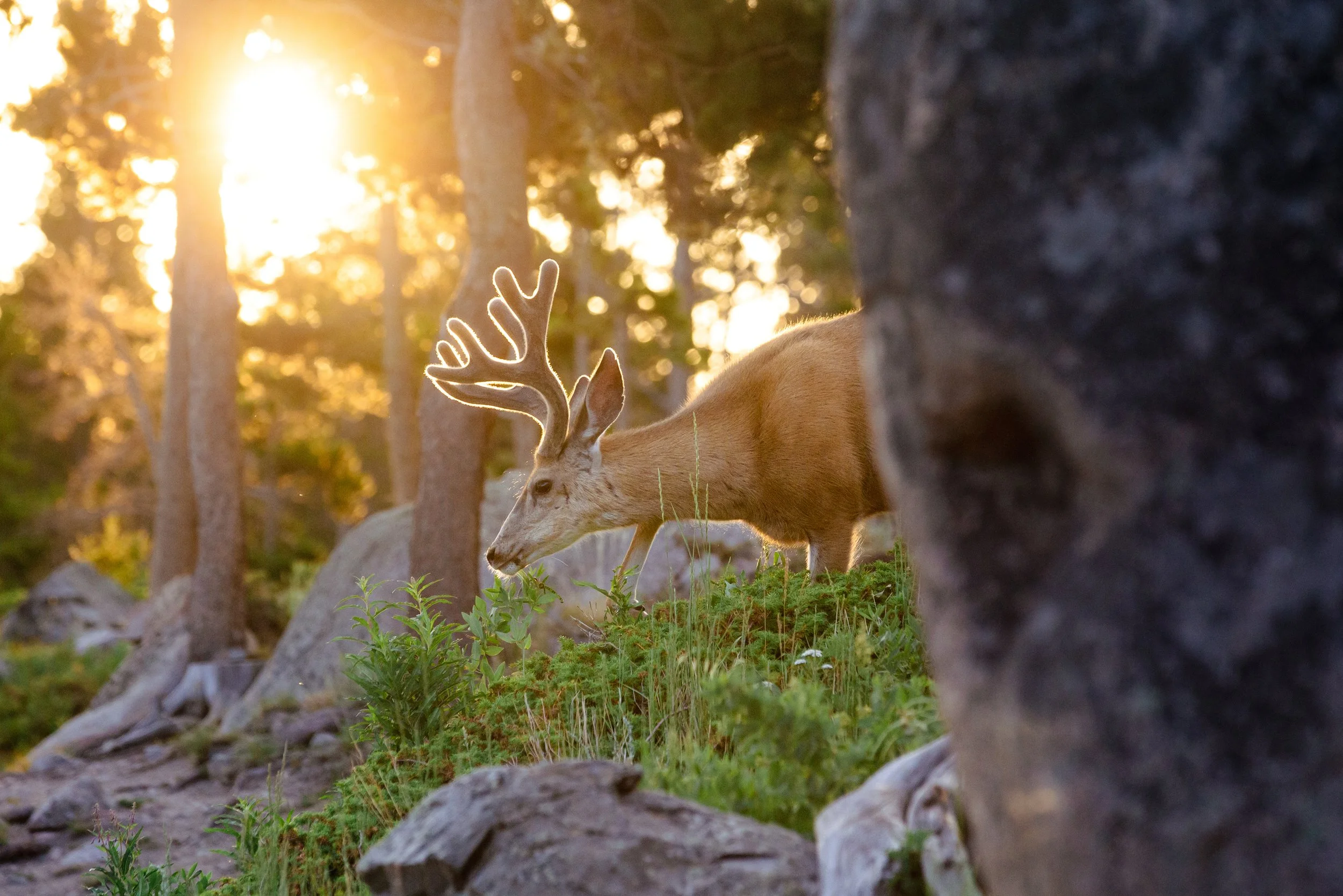 A deer with antlers grazing in a forested area at sunset.