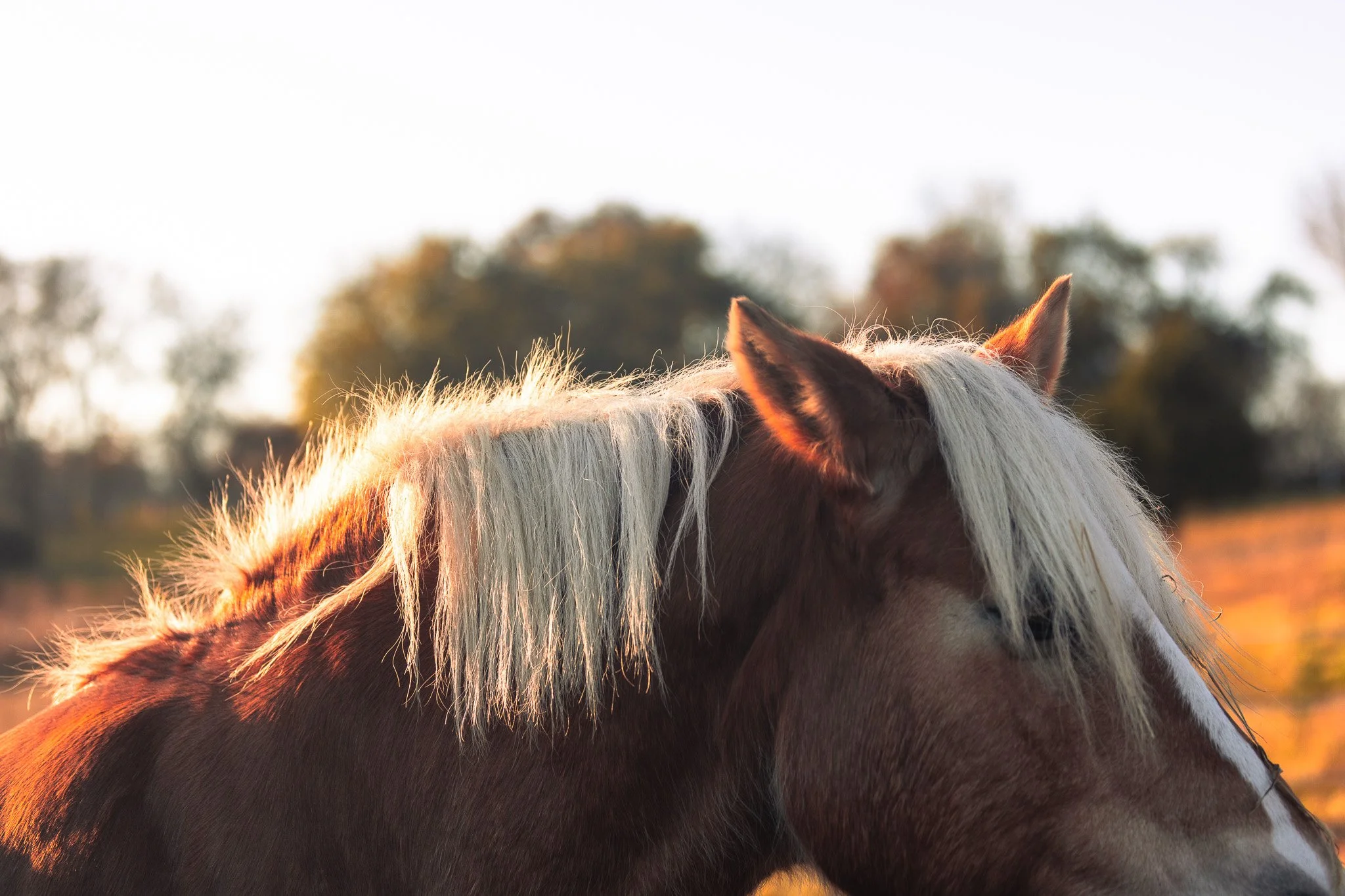 A close-up of a brown and white horse with a white mane, standing in a field during sunset with trees in the background.