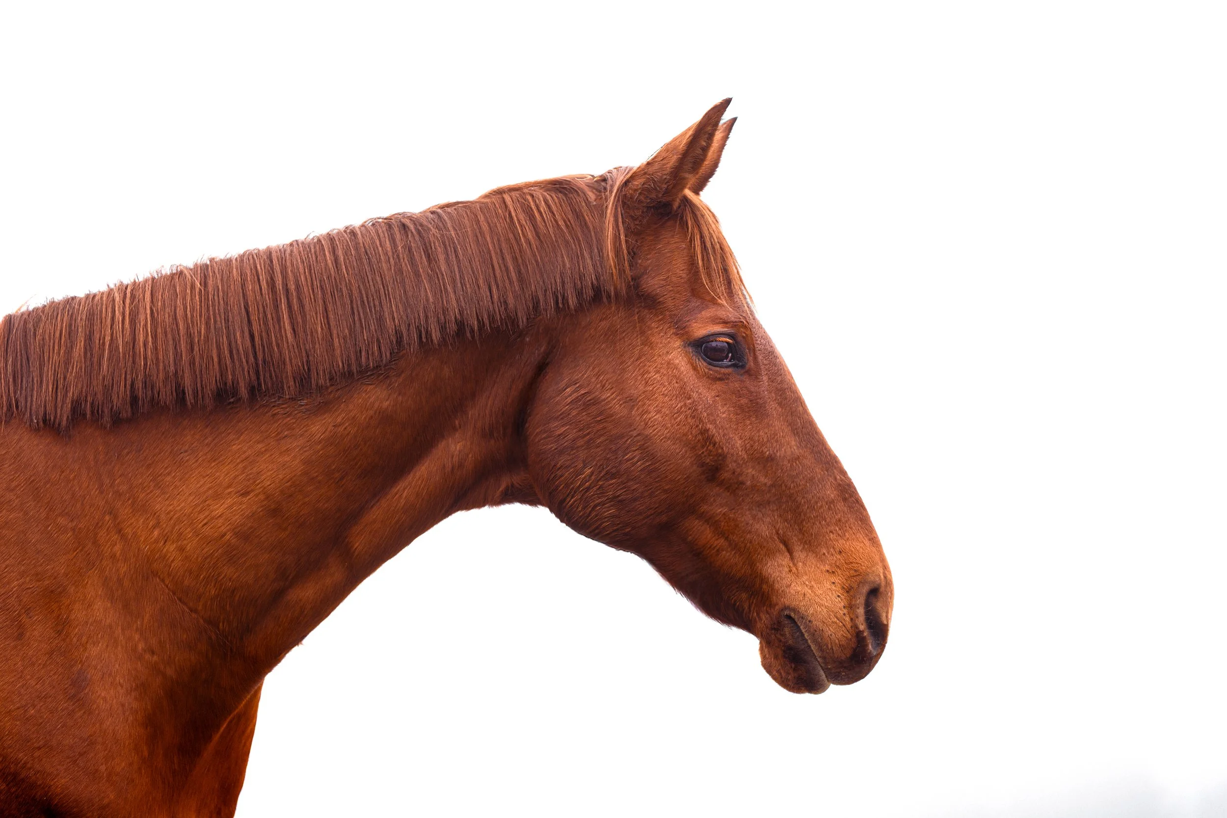 Side profile of a chestnut horse with a straight mane against a white background.