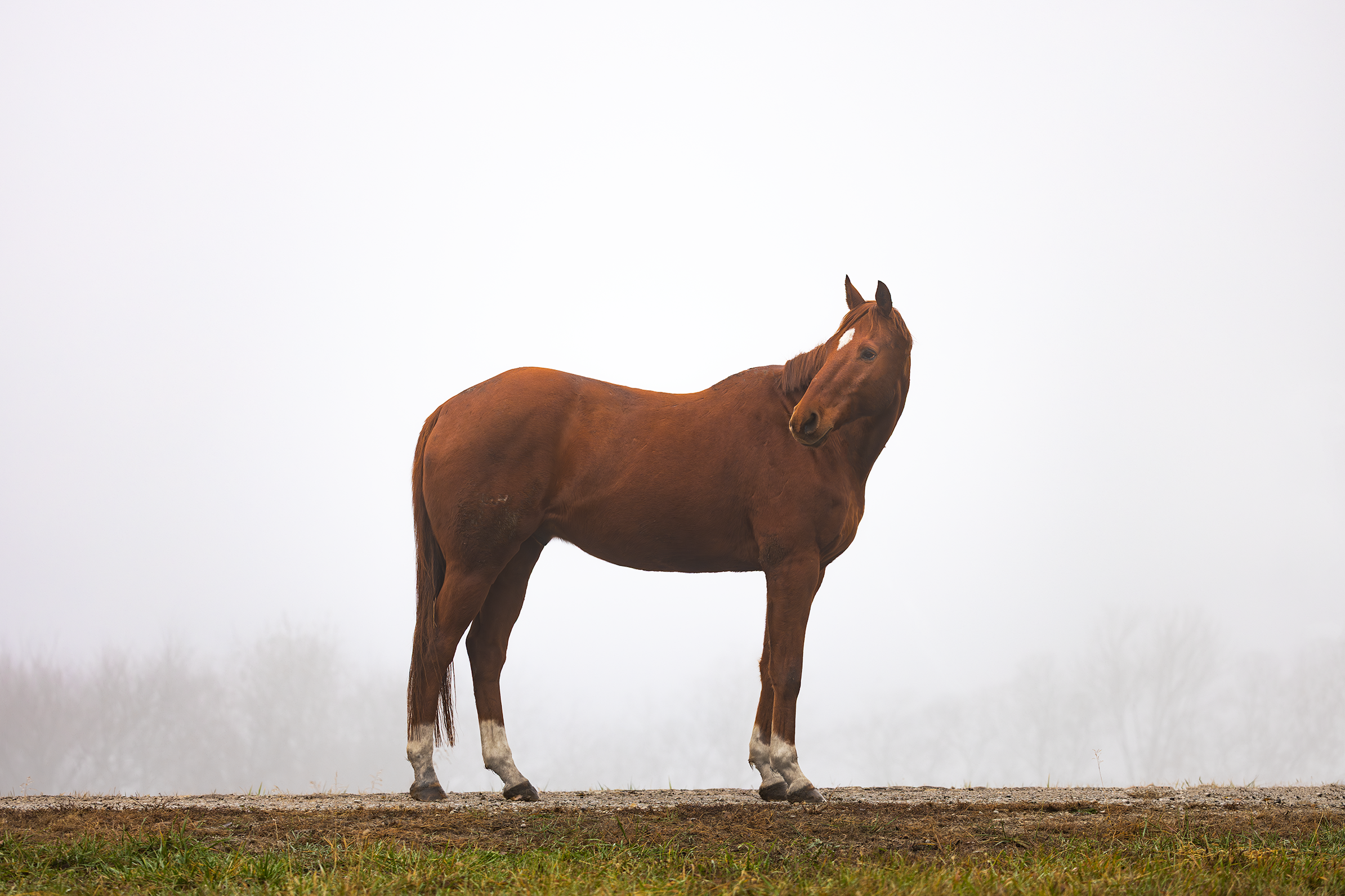 A brown horse standing on a patch of ground with a foggy background and bare trees in the distance.