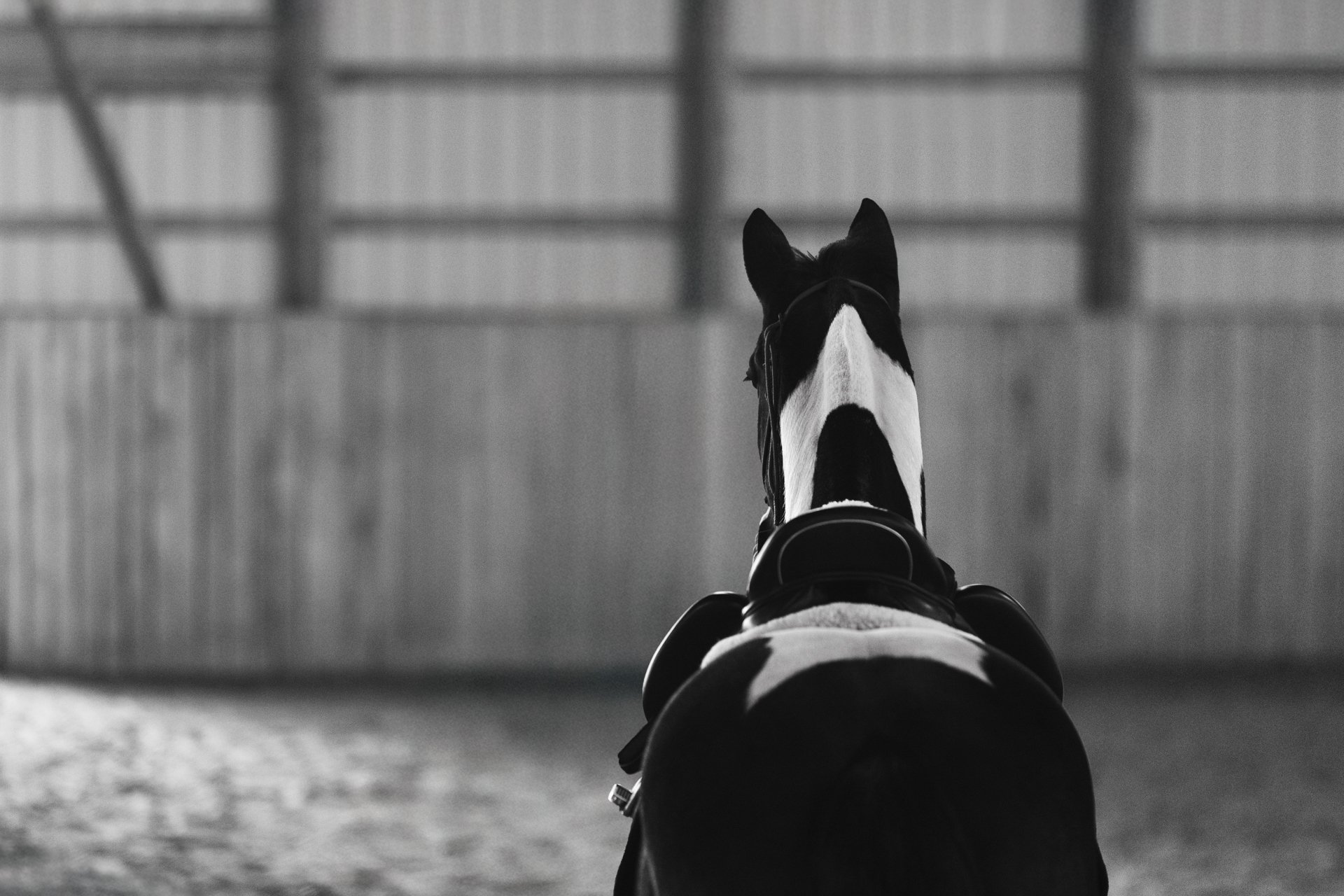 Black and white photo of a horse seen from behind, inside an indoor riding arena with a wooden wall and roof structure.