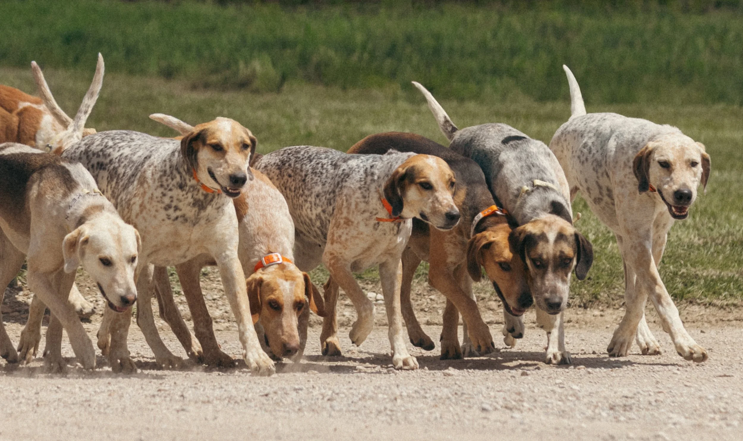 CSHC_HoundShowStylized-4.jpg
