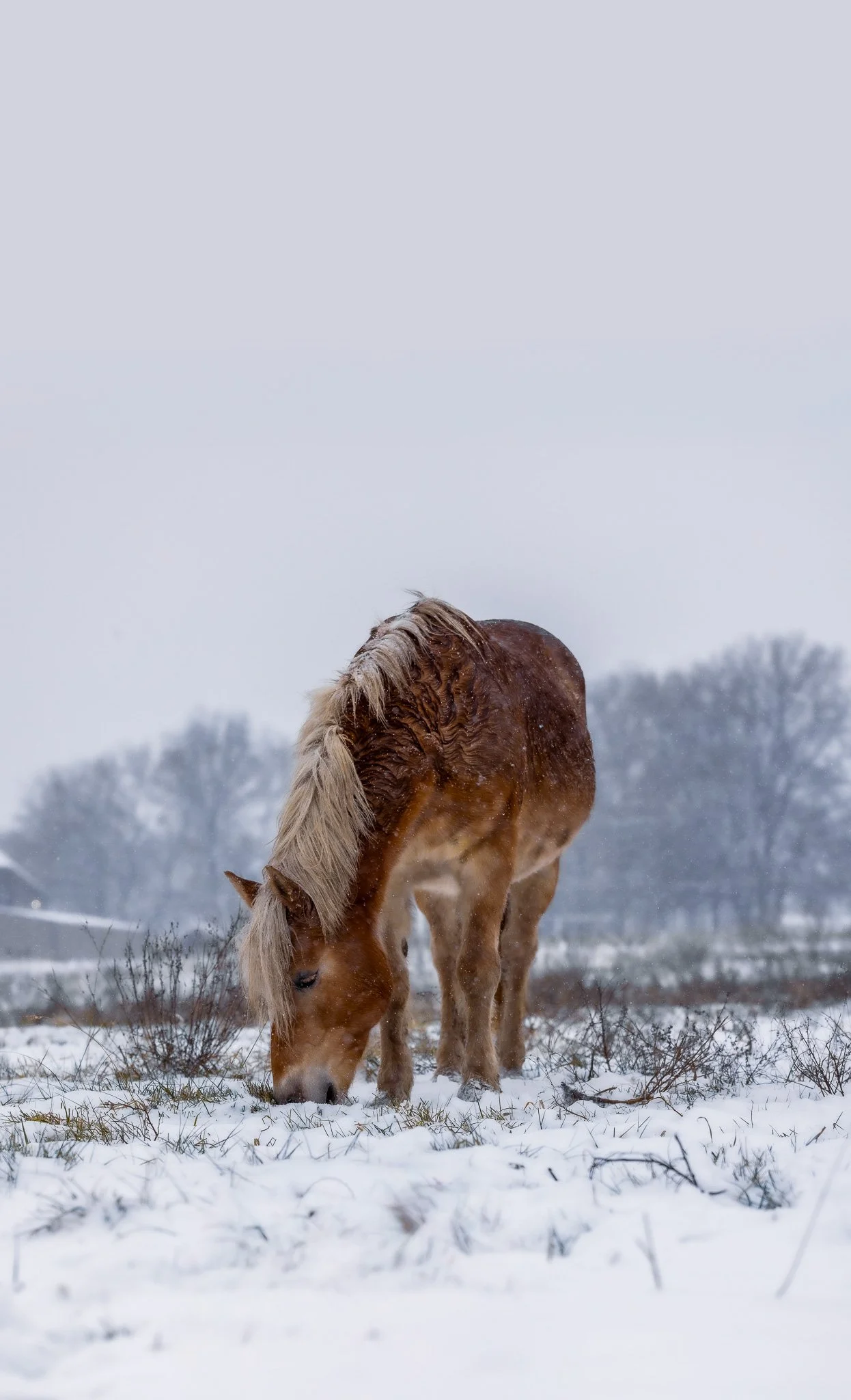 A horse with a light blonde mane grazing in a snowy field during winter.