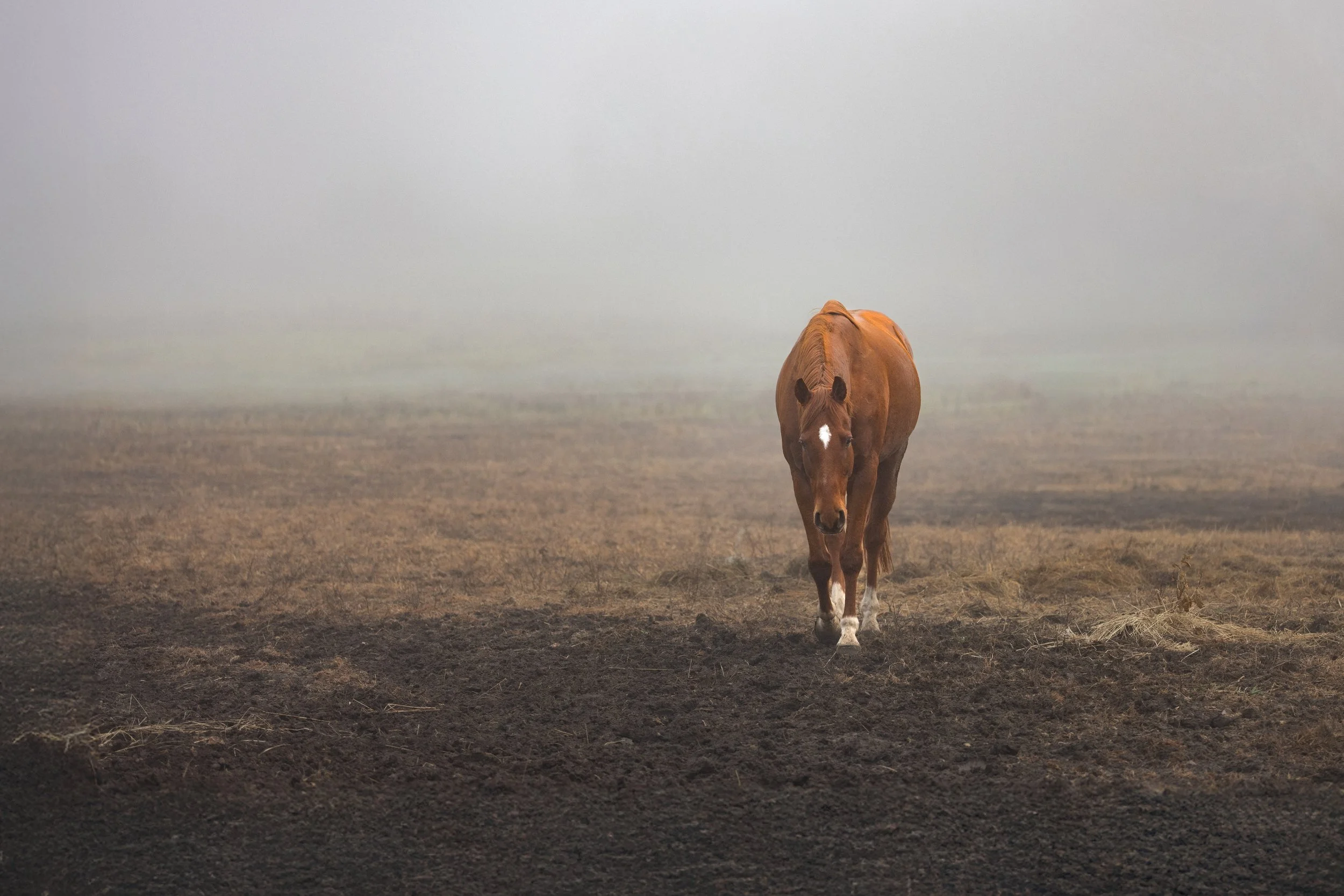 A brown horse walking alone on a foggy field with dry grass and dark soil.