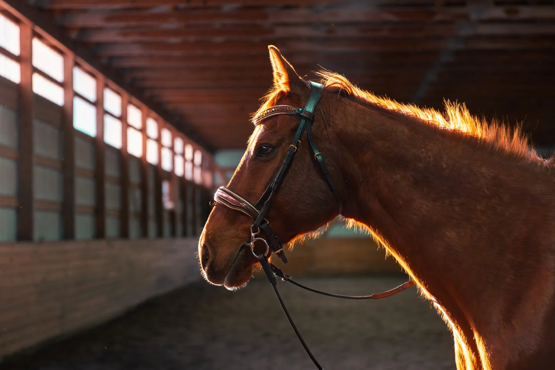 A brown horse standing inside a barn with sunlight shining on its mane.