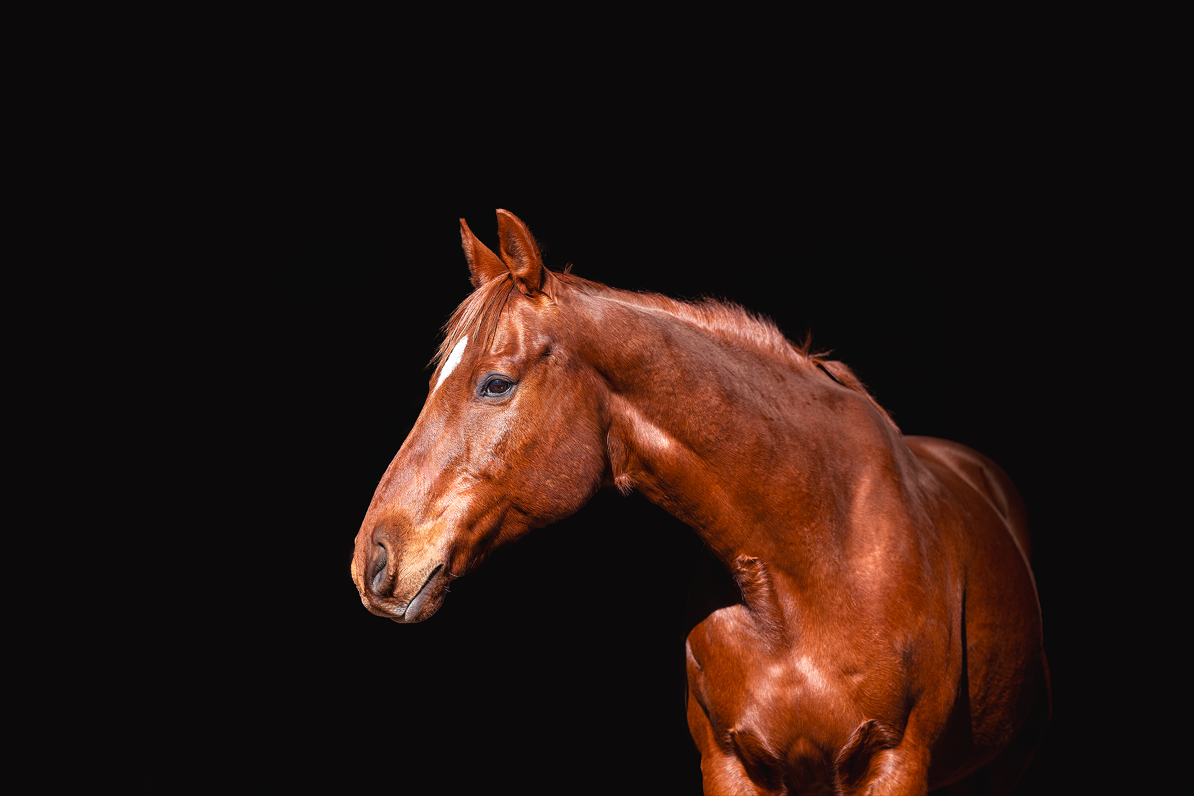 A chestnut horse with a white stripe on its face against a black background.