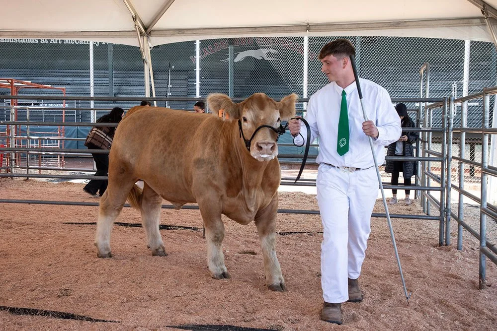 Harvest: This is how summer begins