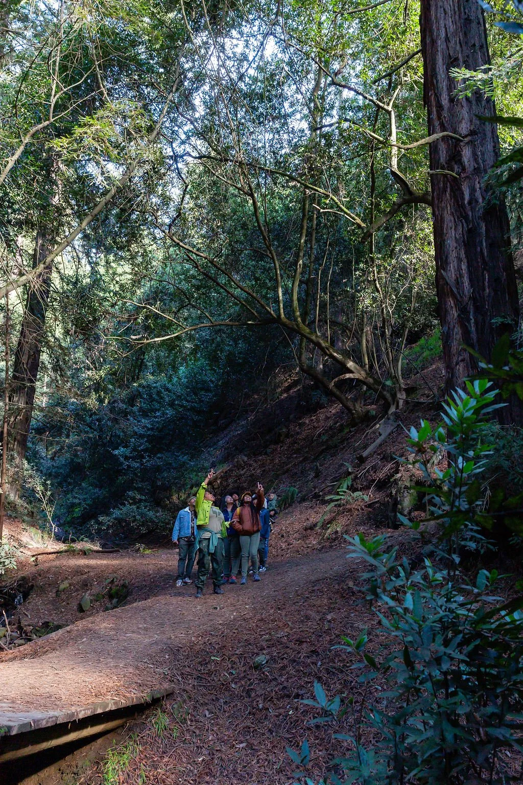 Group of people on a dirt trail in a forest, surrounded by tall trees and lush green foliage, some people pointing and looking up.