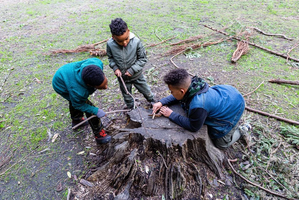 Three boys are examining and working on a large tree stump outdoors, surrounded by fallen branches and twigs.