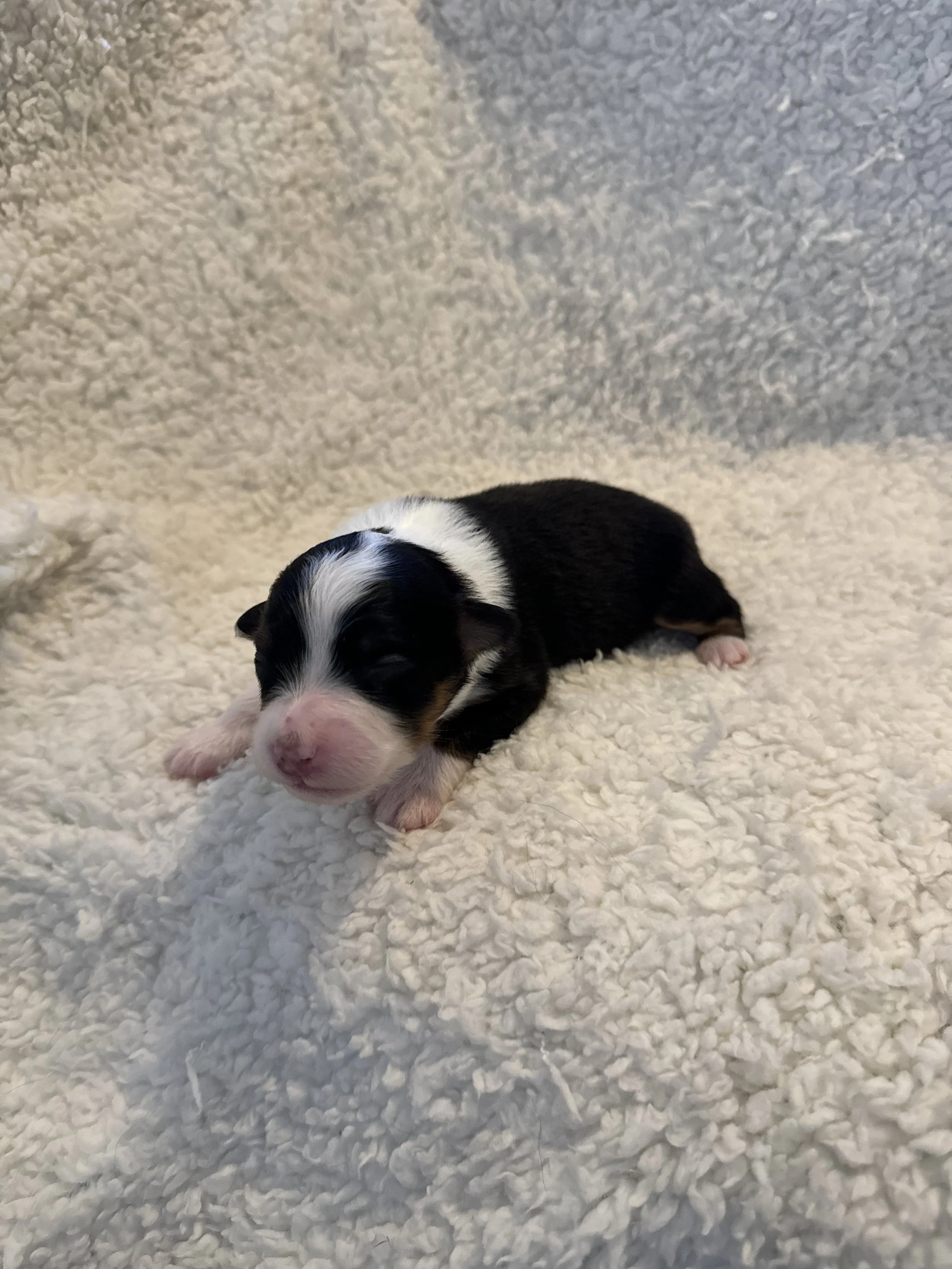 Sula- Black Tri Female