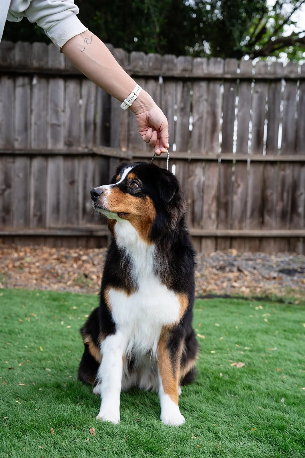 A dog sitting on grass in a backyard, being held by a person's hand. The dog has black, brown, and white fur, with a wooden fence and trees in the background.