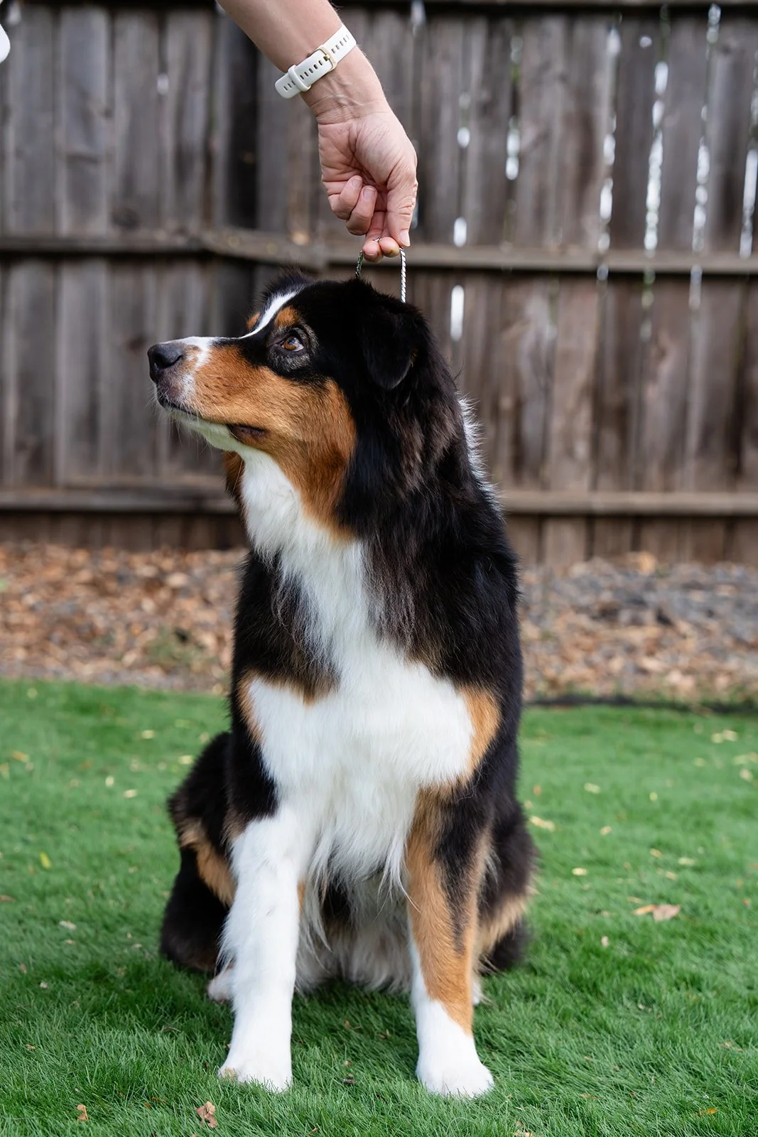 A person holding a leash attached to an Australian Shepherd dog, sitting on a green lawn with a wooden fence in the background.