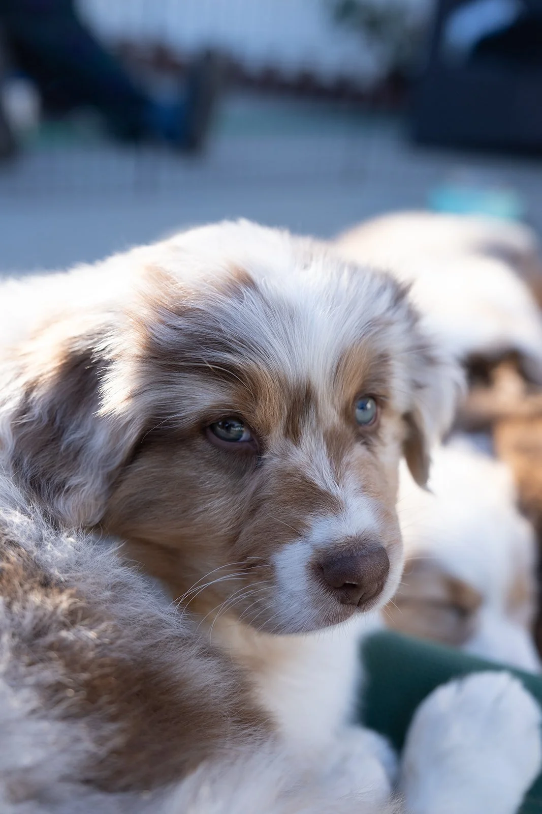 Close-up of a blue merle Australian Shepherd puppy with blue and green eyes for sale, lying on a dock or similar surface, with other puppies in the background.