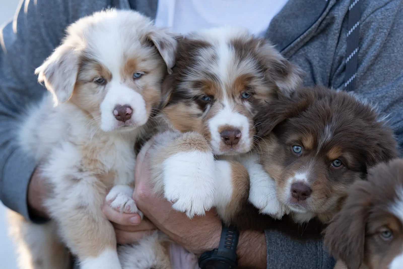 Person holding a group of aussie puppies with blue eyes in their arms. For Sale.