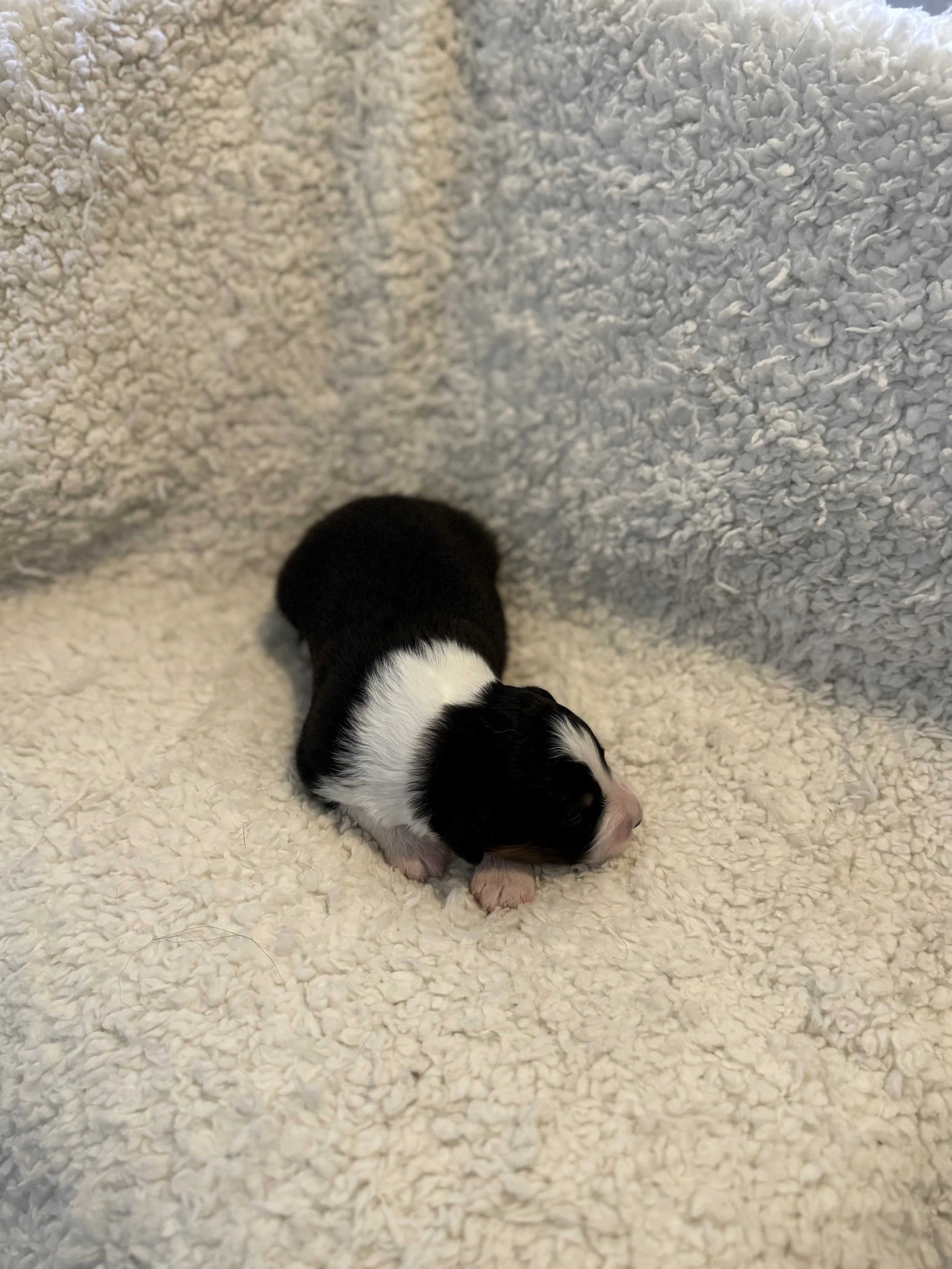 Victor- Black Tri Male