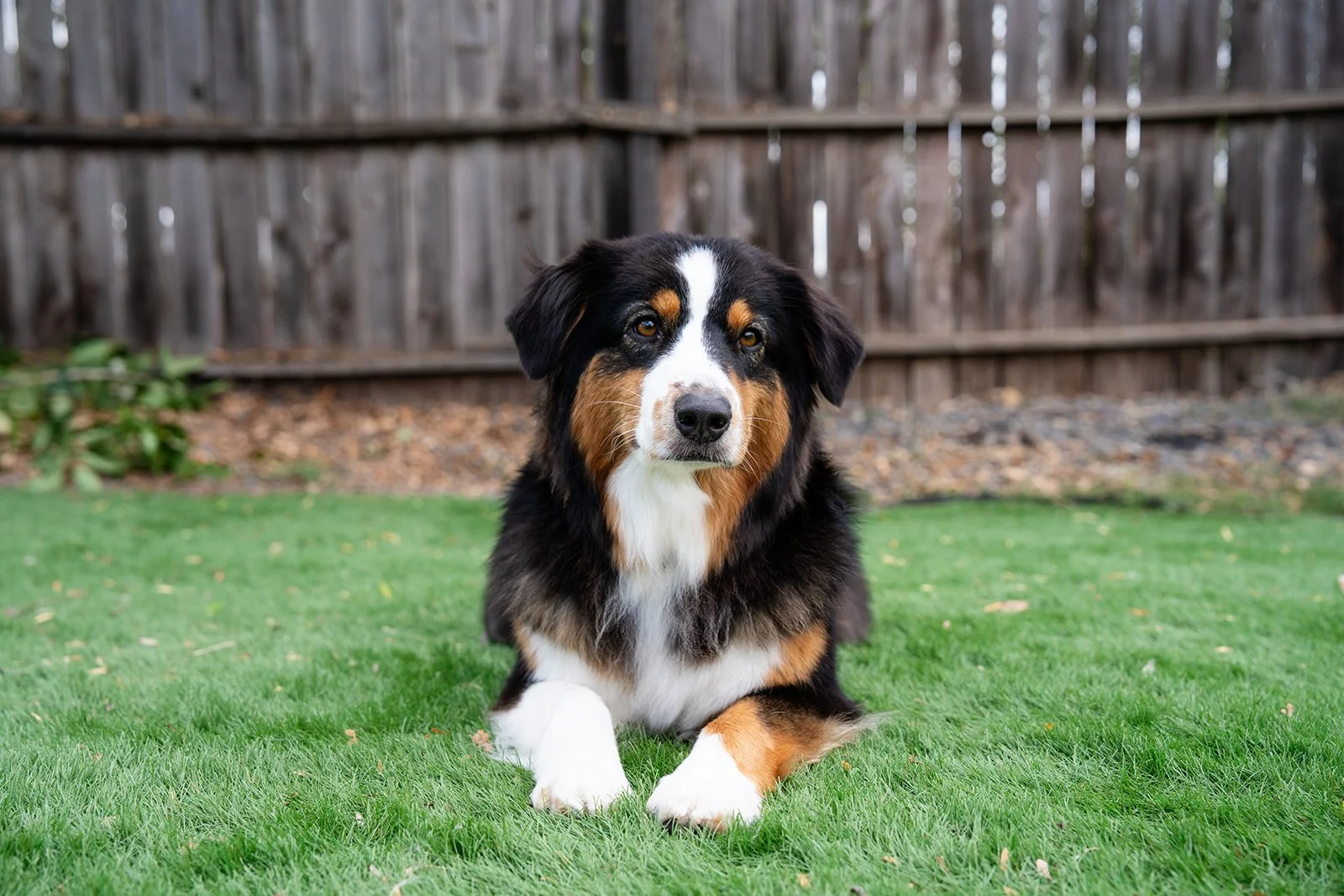 Australian Shepherd dog lying on green grass in backyard with wooden fence