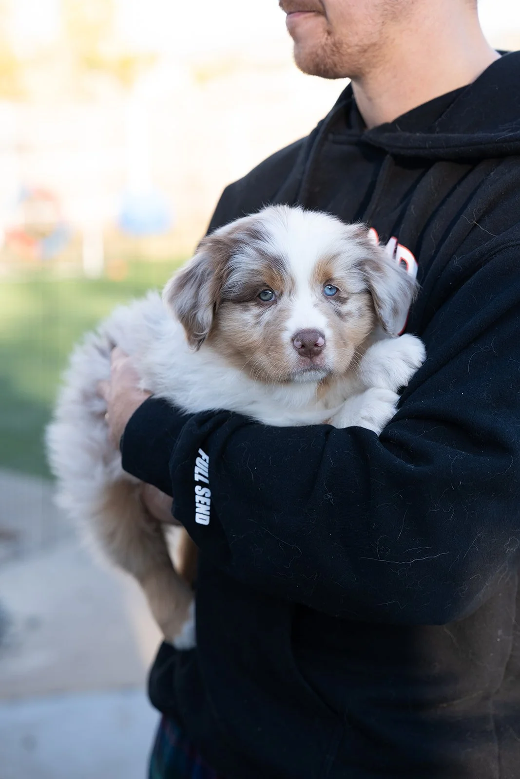 A person holding an Australian Shepherd puppy with blue eyes for sale outdoors.