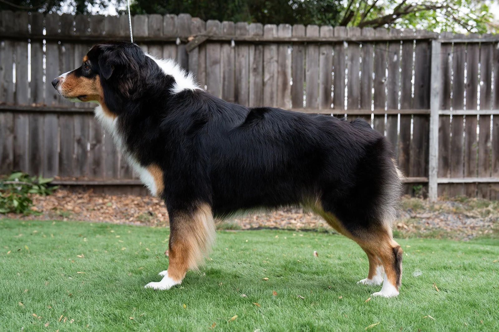 Side view of an Australian Shepherd dog standing on green grass in a backyard with a wooden fence in the background.