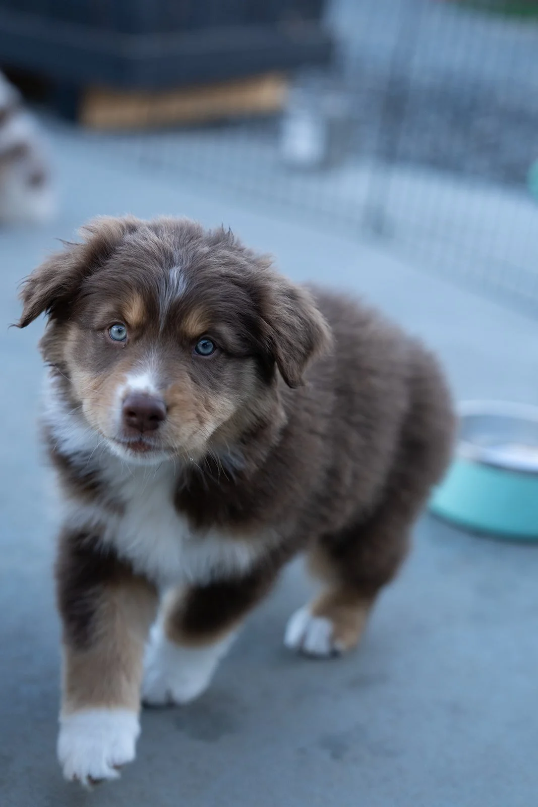 Close-up of an adorable red tri female Australian Shepherd puppy with bright blue eyes for sale walking toward the camera on a patio.