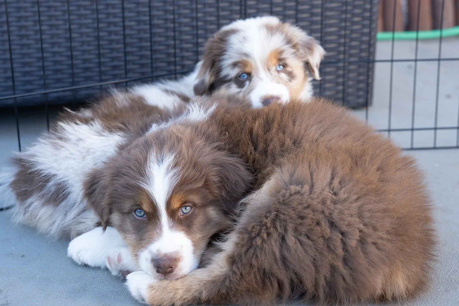 Two adorable Australian Shepherd puppies for sale with blue eyes lying close together on a concrete surface, with a black wire fence in the background. Red Tri and Red Merles.