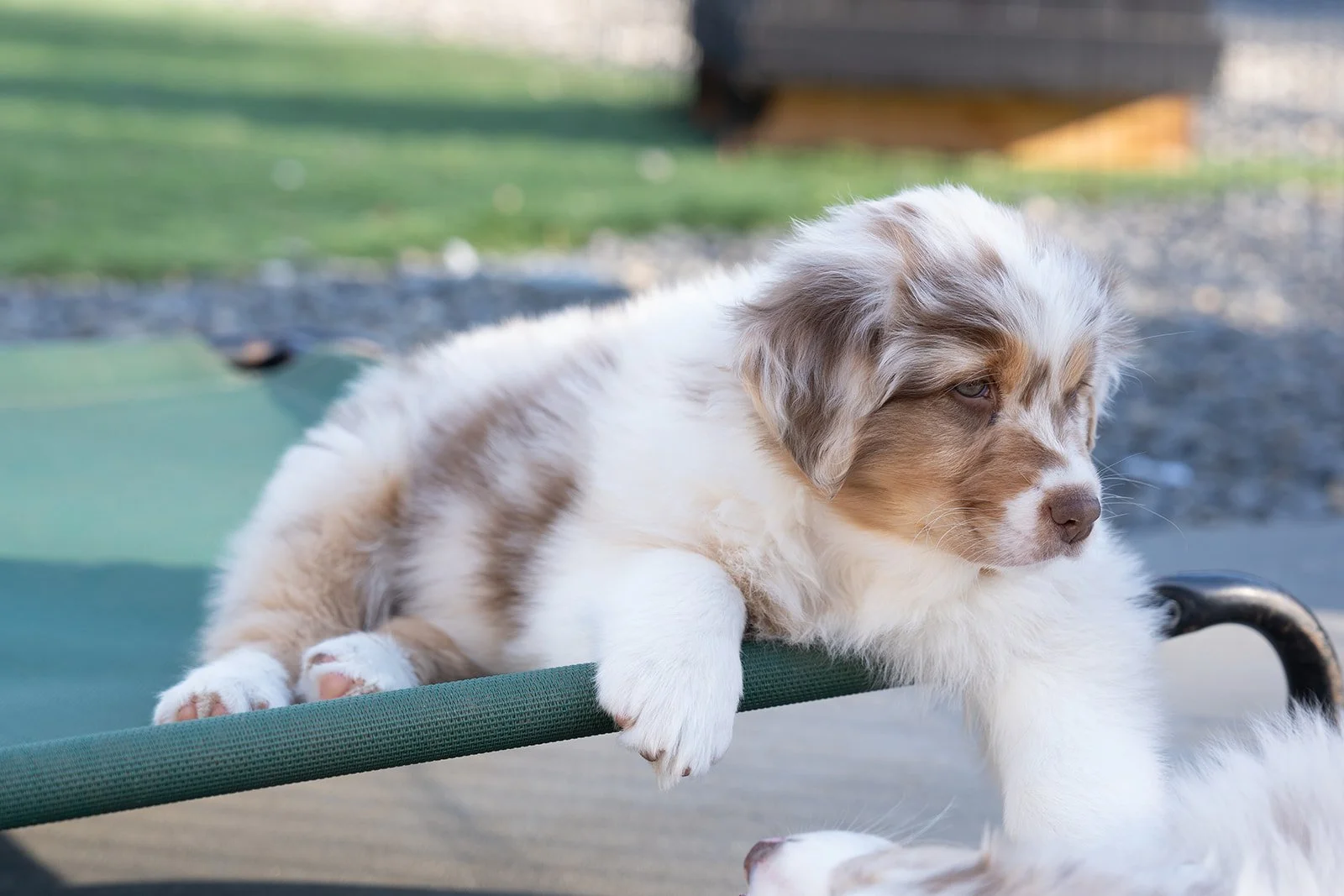 A fluffy blue merle Australian Shepherd puppy for sale laying on a green hammock outdoors, with green grass and a wooden structure in the background. Black tri australian shepherds for sale.
