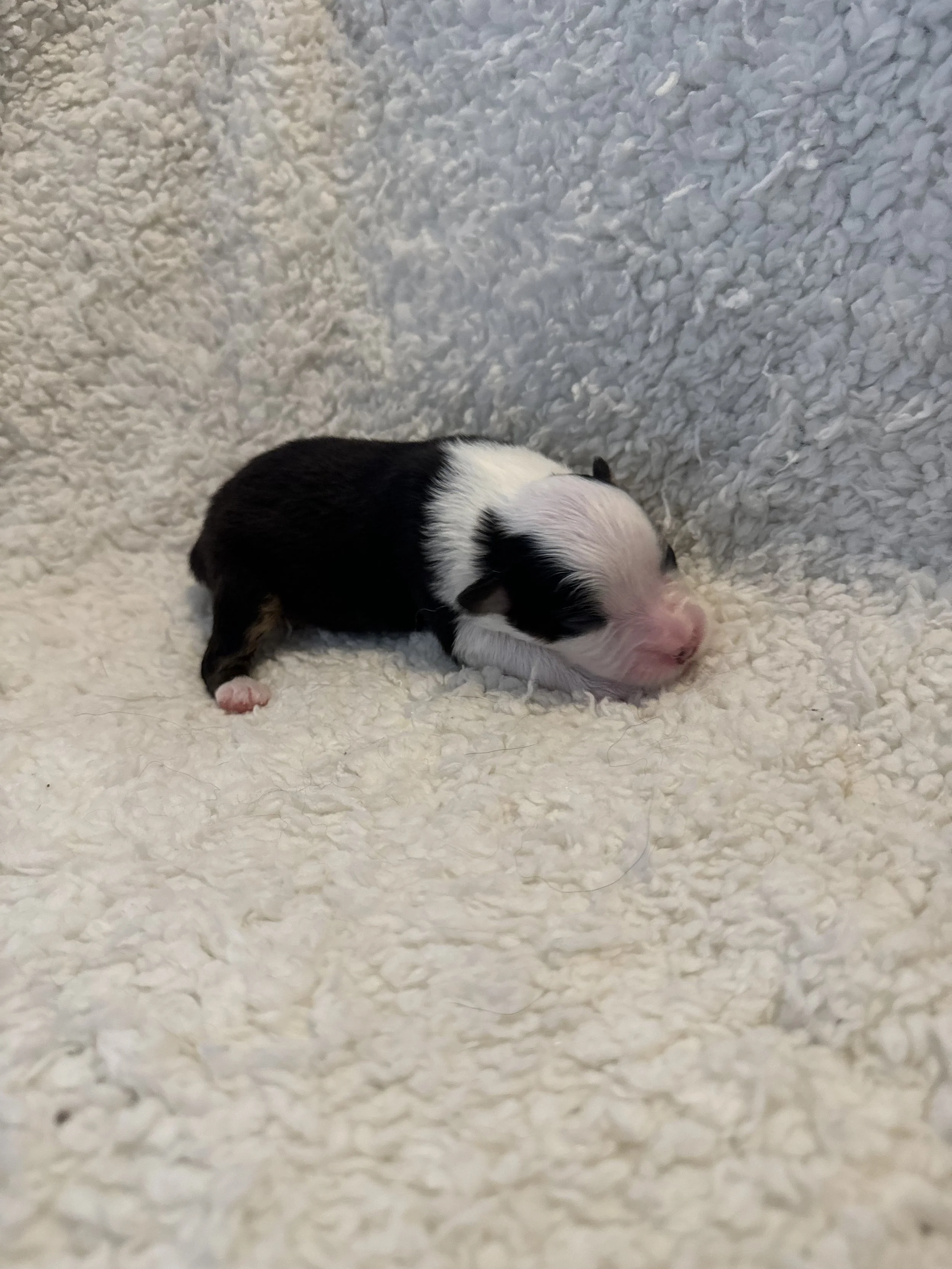 Lolo- Black Tri Female
