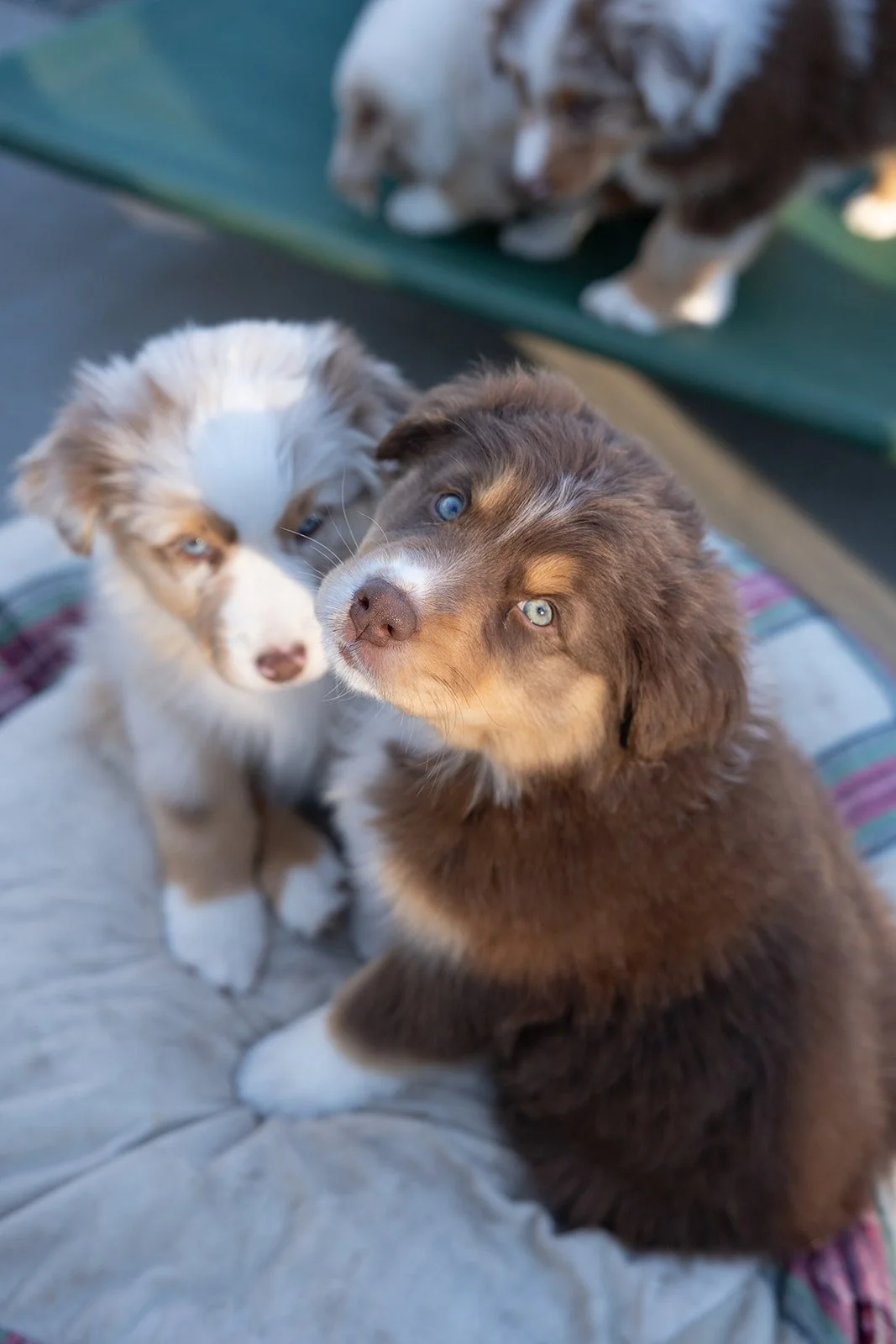 Two Australian Shepherd puppies for sale, one with a white and tan coat and one with a chocolate brown coat, sitting on a gray cushion, looking up.