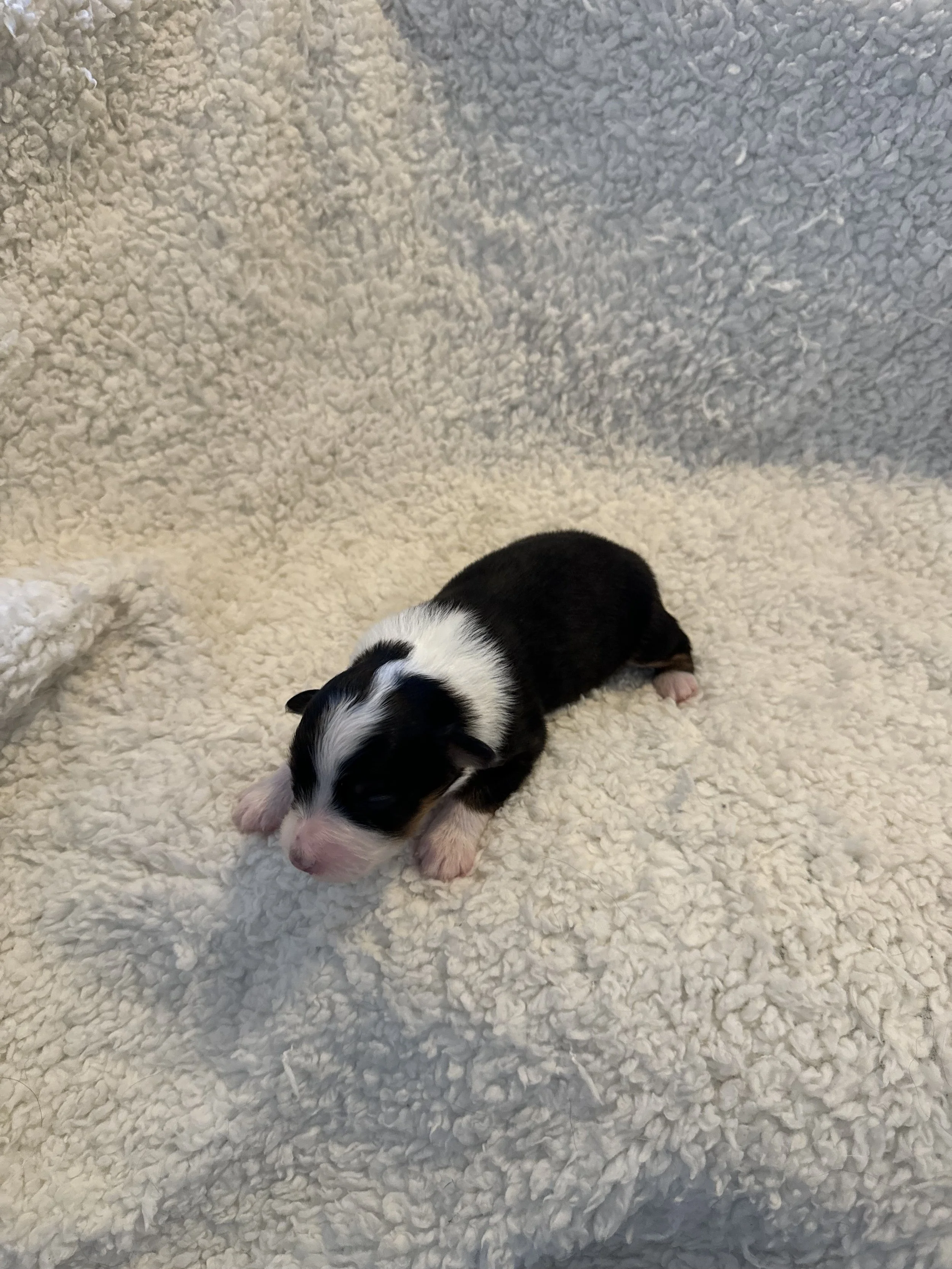 Sula- Black Tri Female