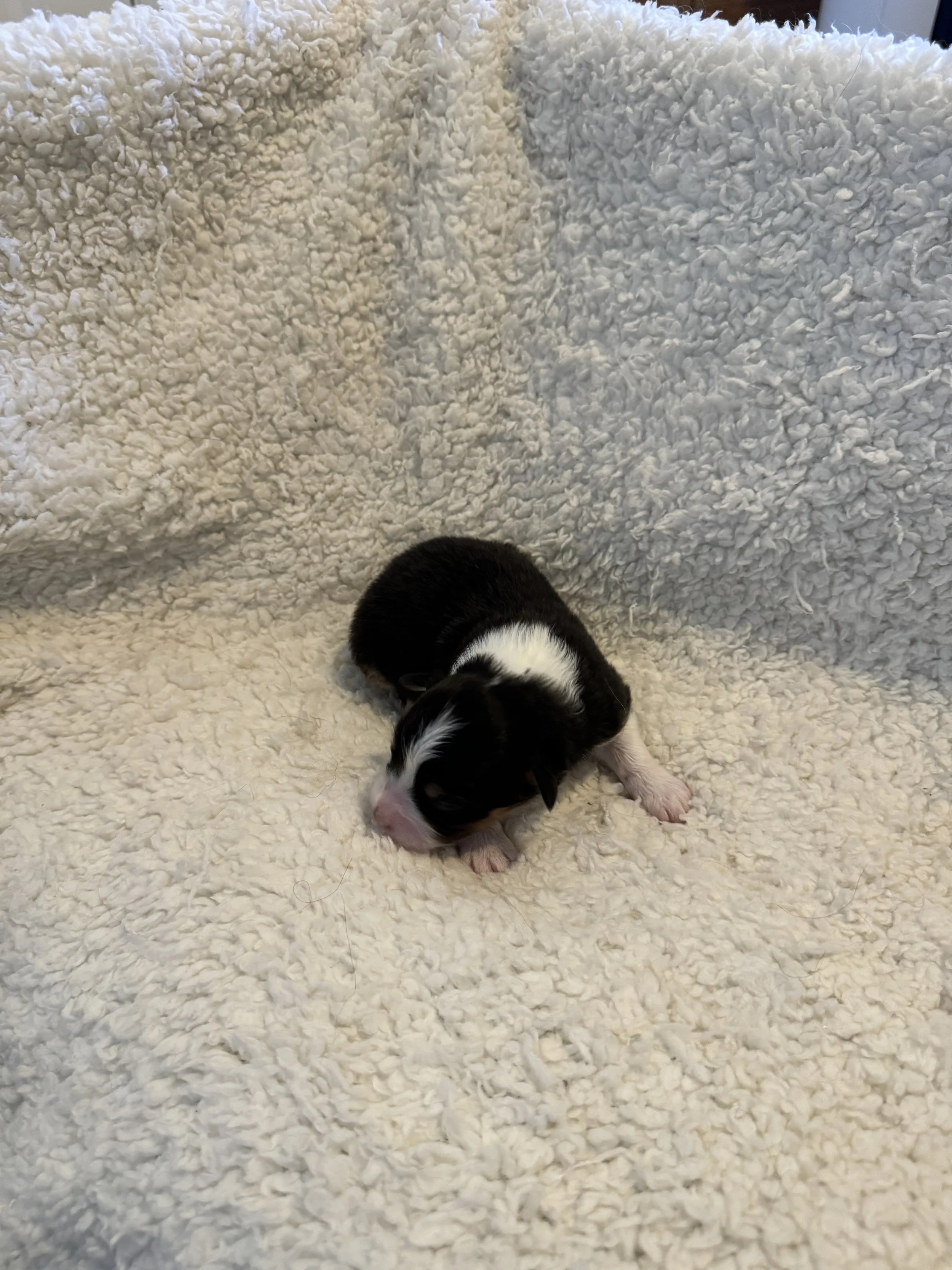 Florence- Black Tri Female