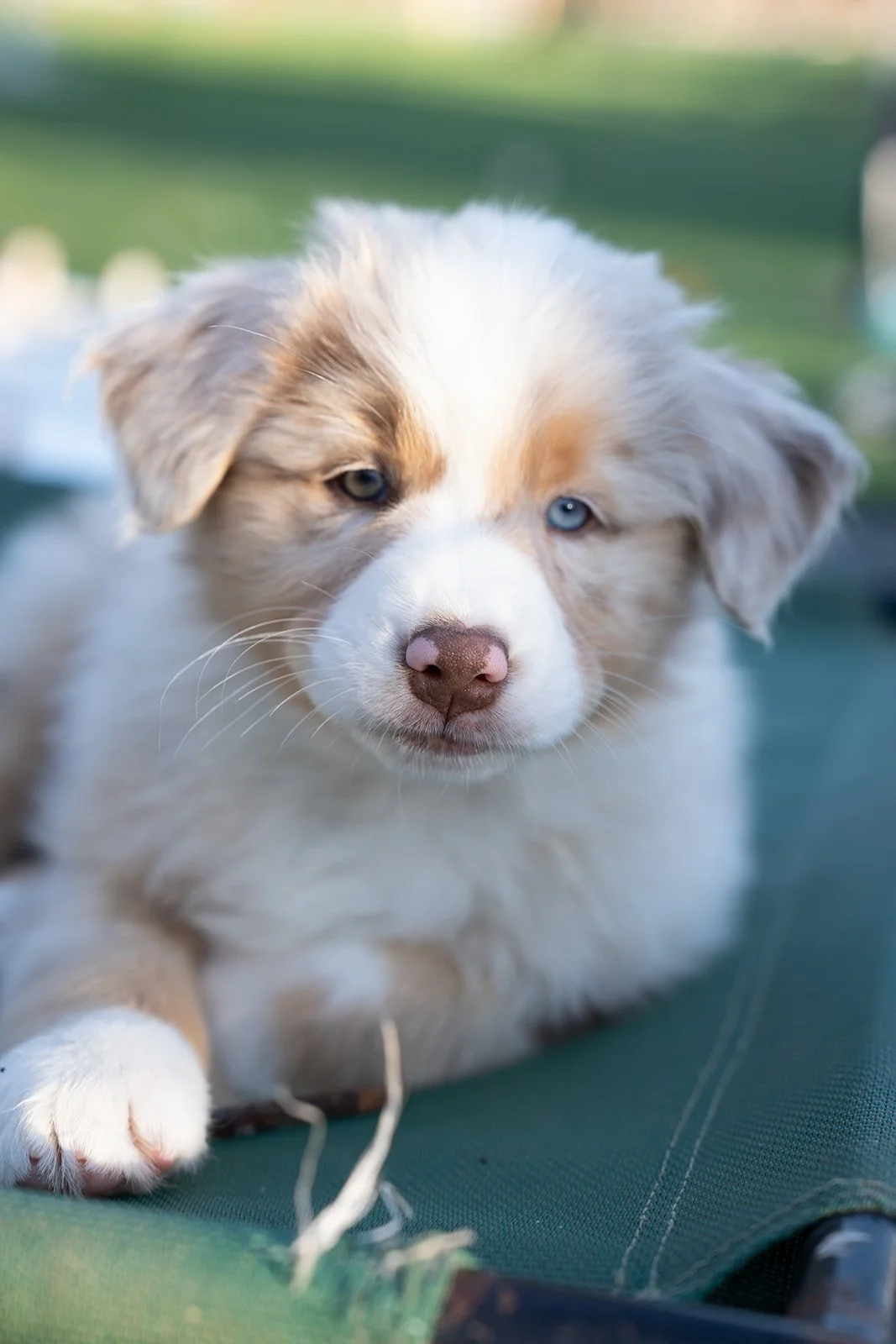 Close-up of a red merle male puppy with blue eyes, white and tan fur, for sale, lying on a green fabric surface outdoors.