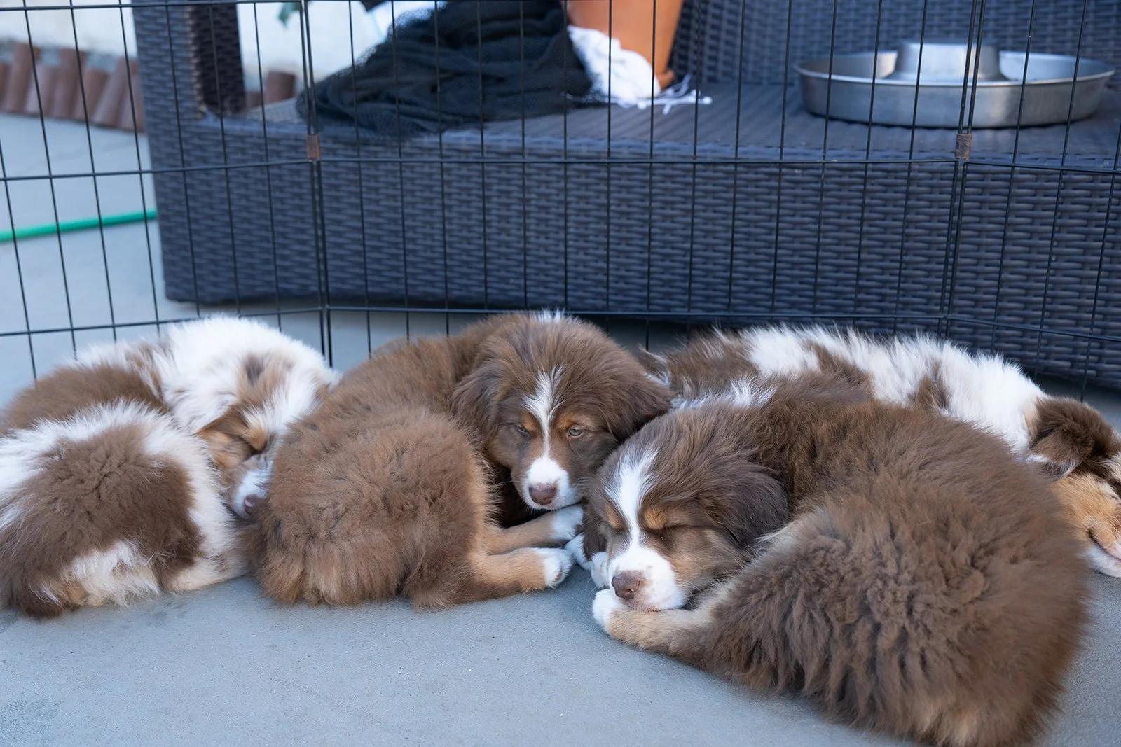 Group of Australian Shepherd puppies sleeping on a patio. Red merle, red tri, blue merle, black tris for sale.