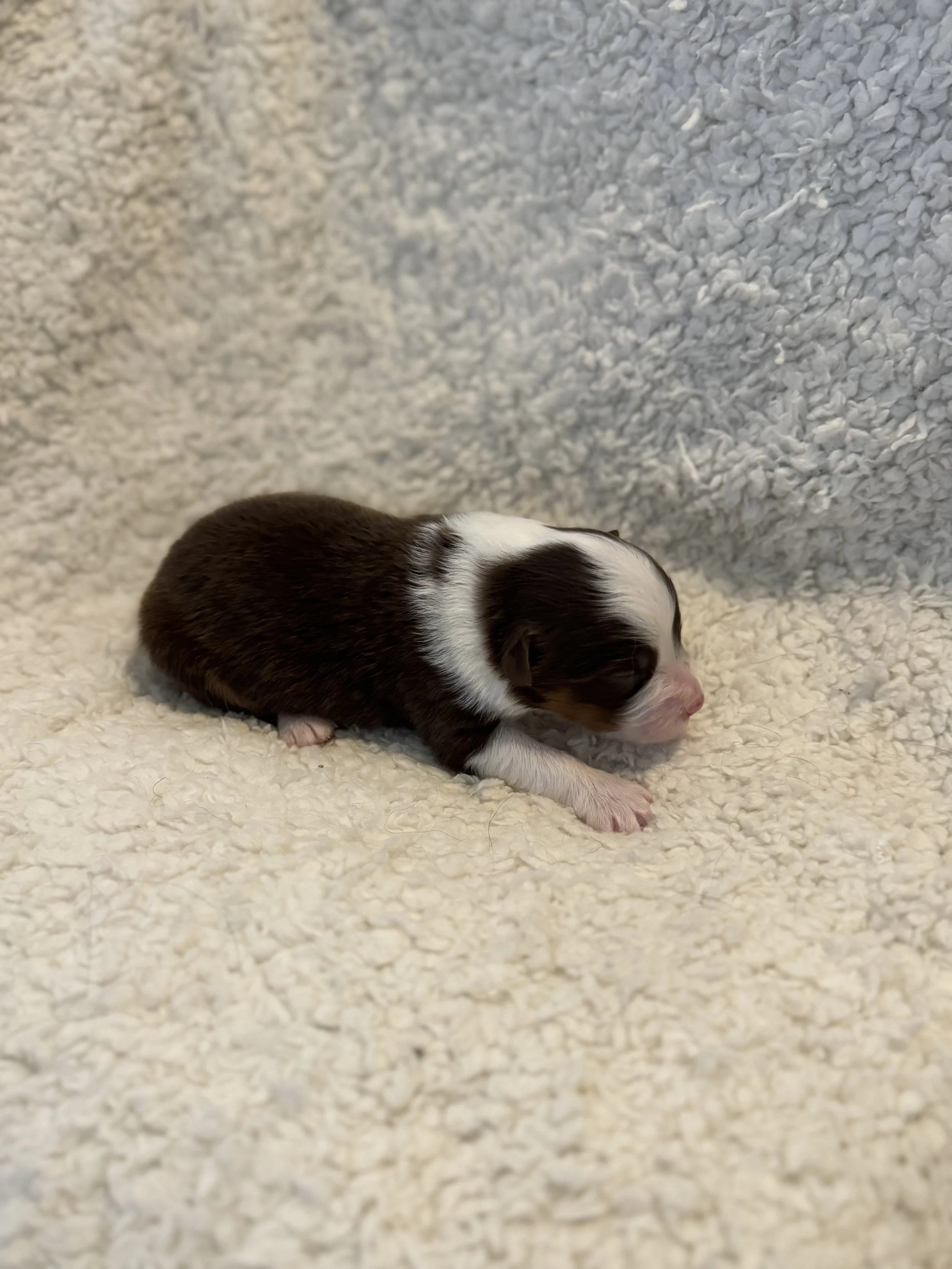 Hamilton- Red Tri Male