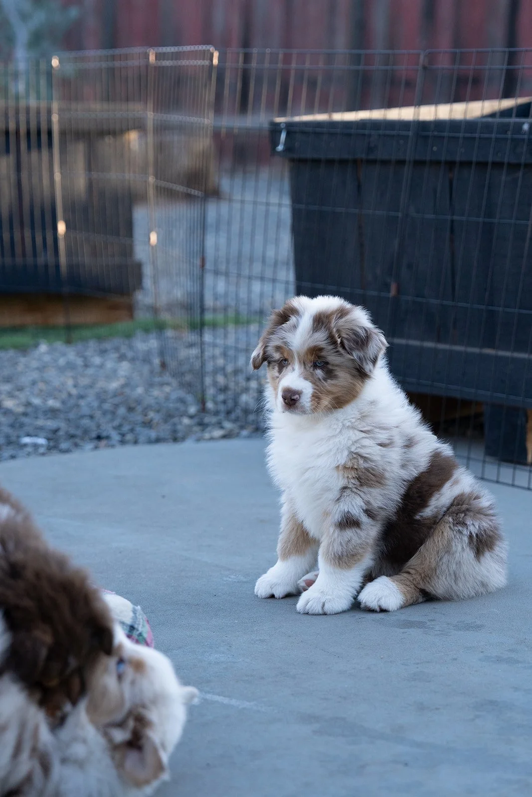 A blue merle male Australian Shepherd puppy for sale sitting on a concrete surface with a gate and fence in the background.