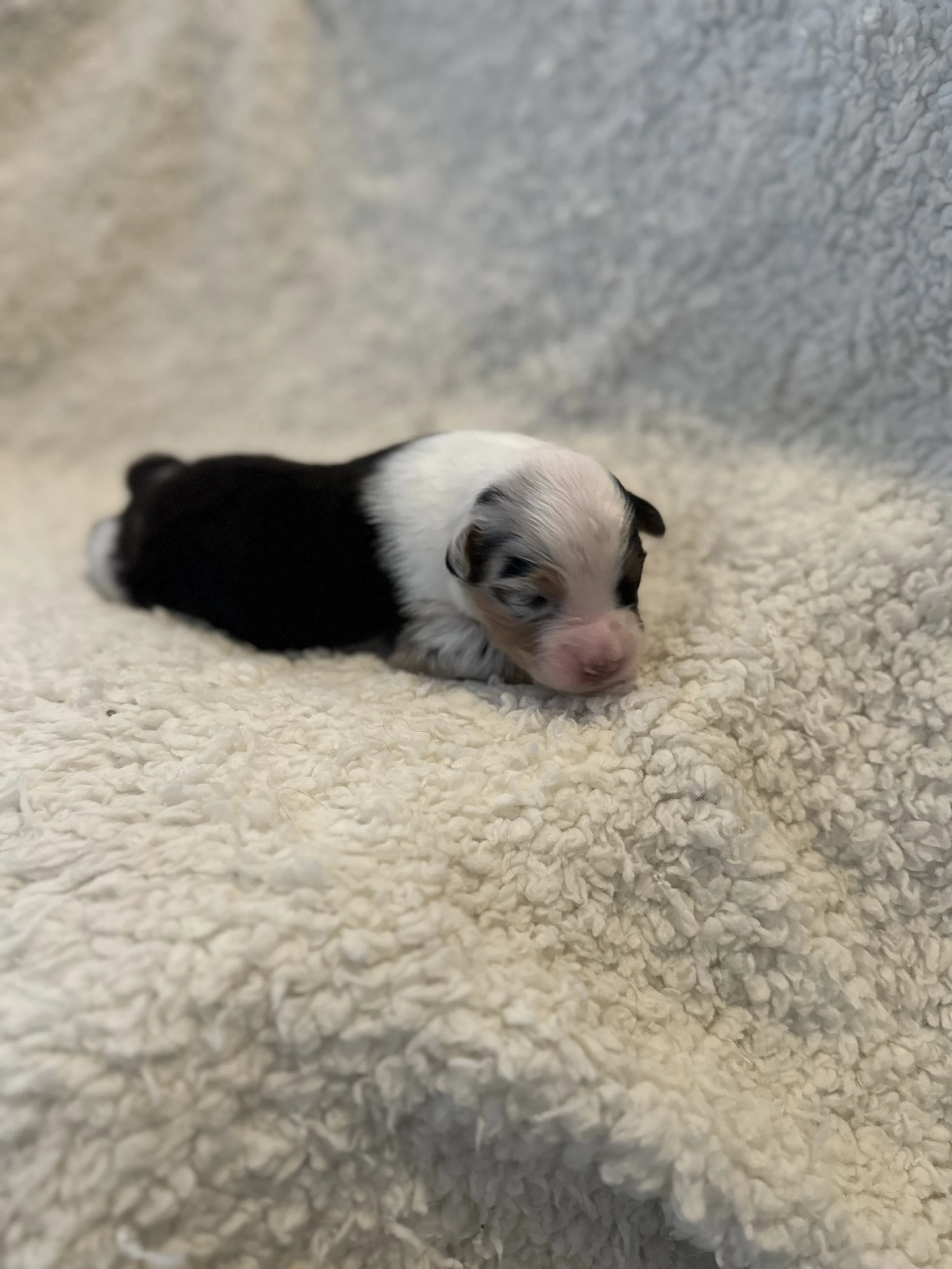 Darby- Blue Merle Female