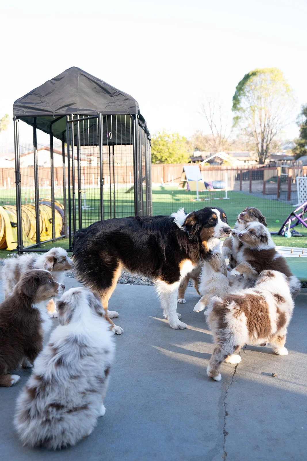 A group of Australian Shepherd puppies and an adult dog playing outside on a concrete patio, with a fenced yard and agility equipment in the background.
