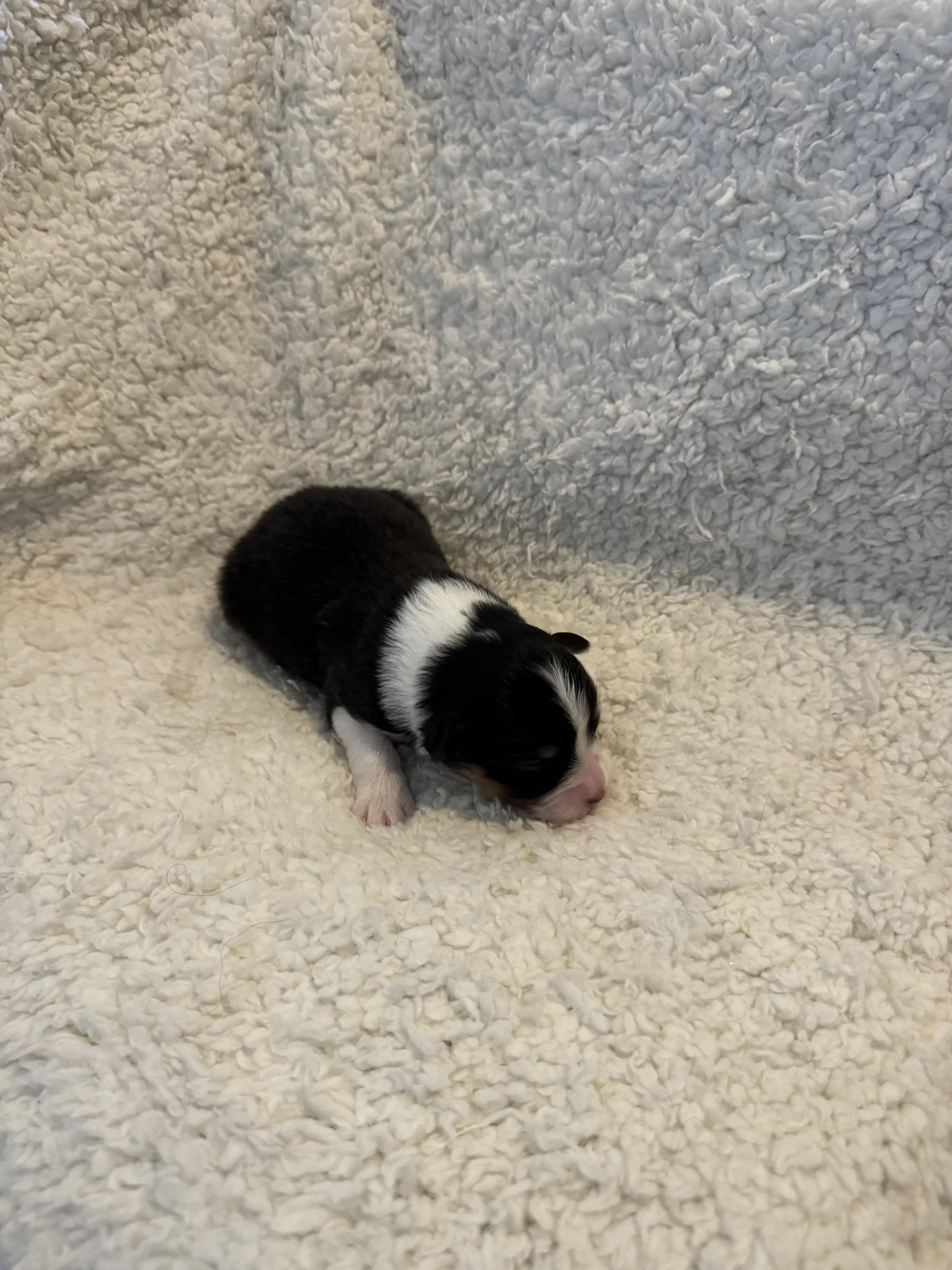 Florence- Black Tri Female