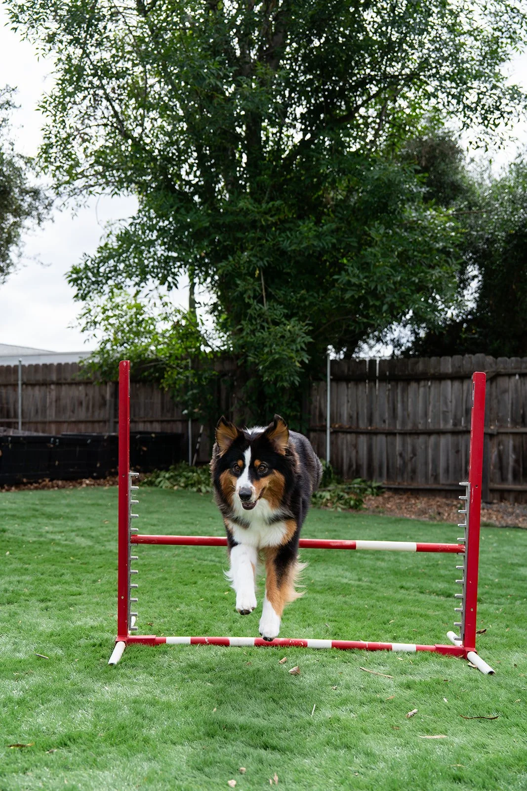 A dog jumping over a red and white agility hurdle in a backyard with green grass, a wooden fence, and trees in the background. Australian Shepherd breeder near me. Australian Shepherd for sale.