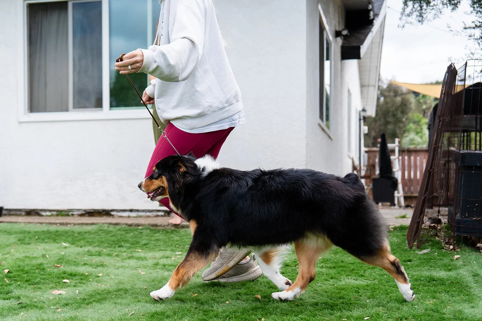 A person walking an Australian Shepherd puppy on a leash outside a house. The puppy is walking on green grass, and the person is wearing a white hoodie and maroon pants.