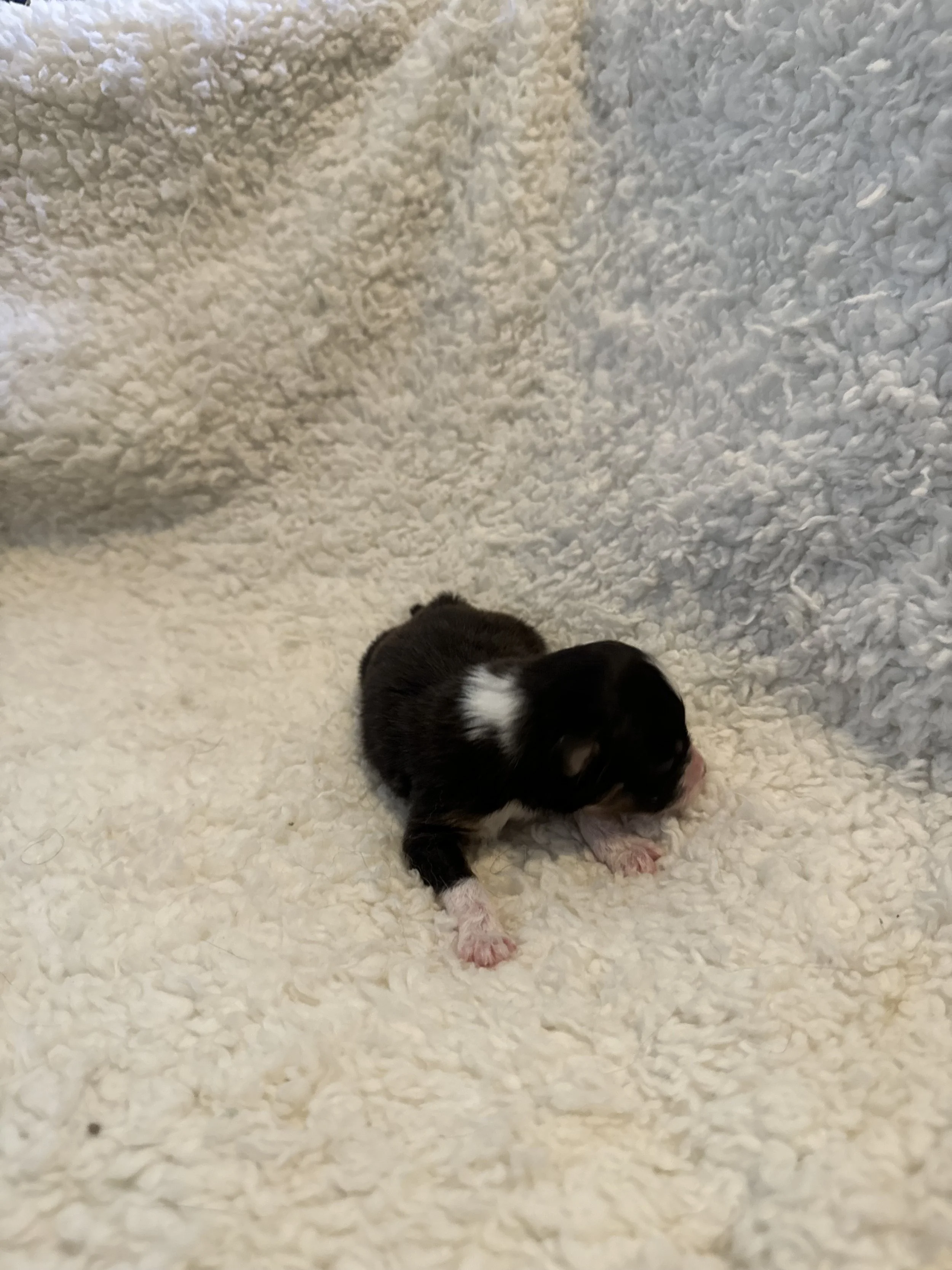 Corvallis- Black Tri Female