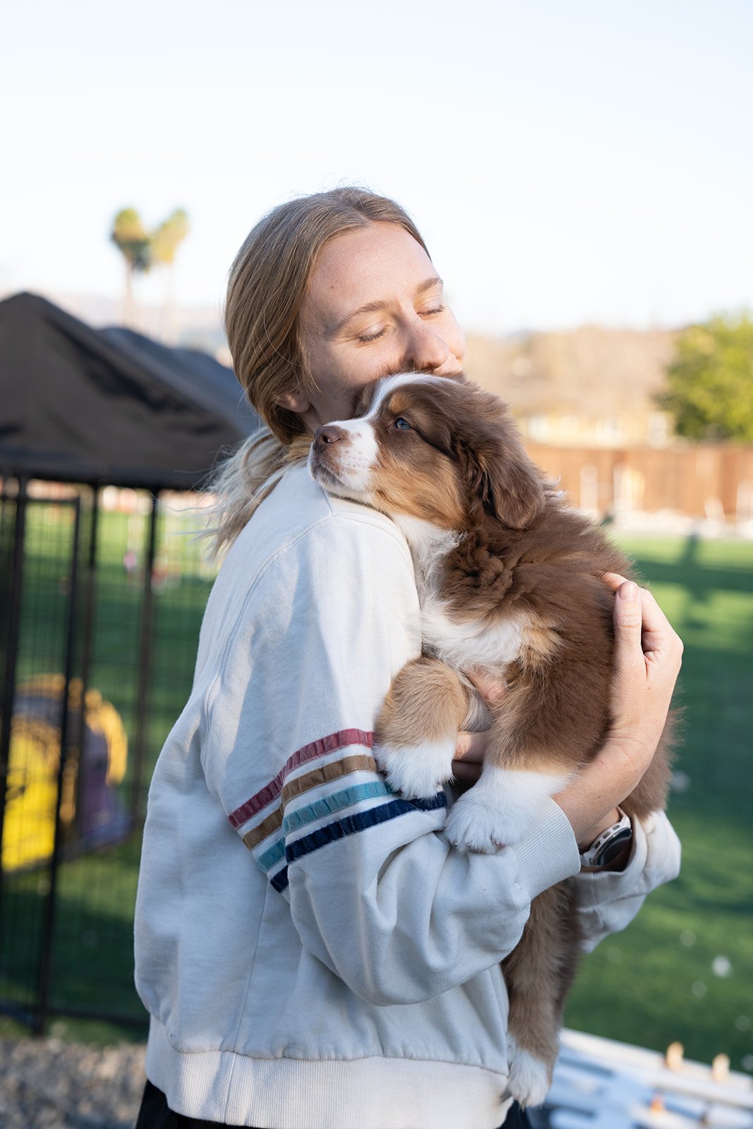 Red Tri Australian Shepherd For Sale