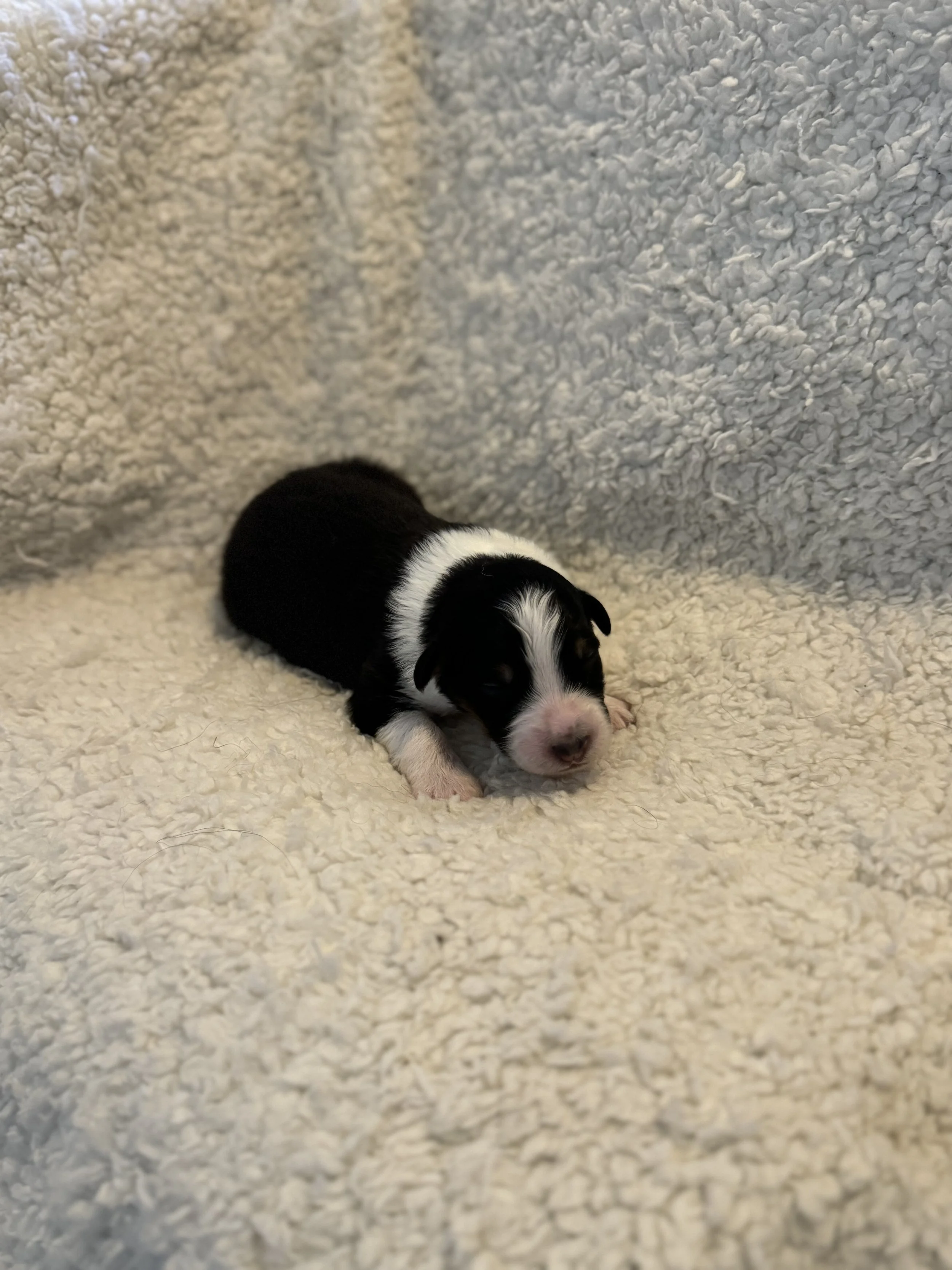 Victor- Black Tri Male